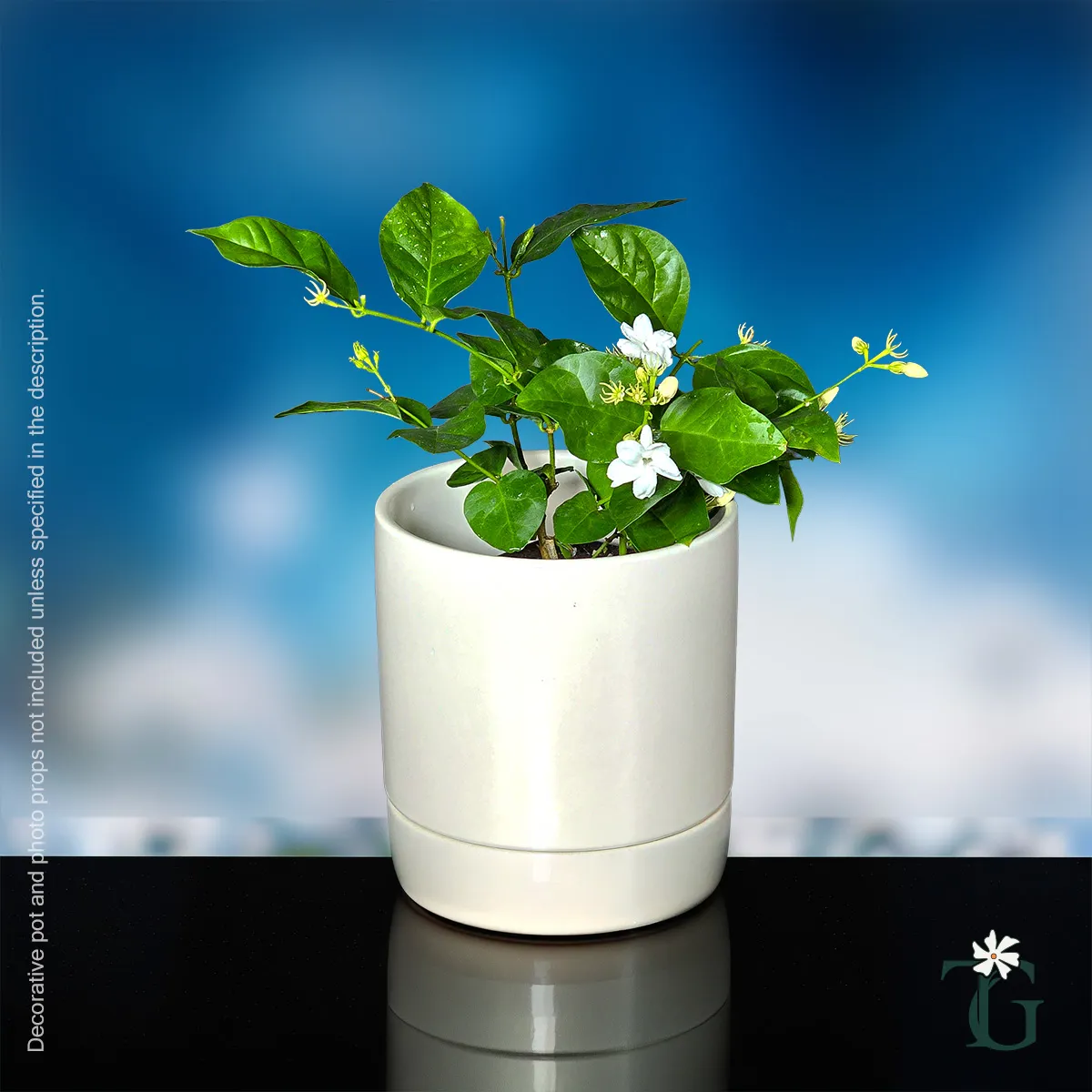 Arabian Jasmine (Mogra)