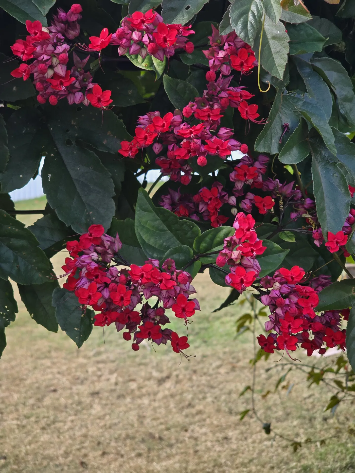 Bleeding Heart Vine - Red/Pink