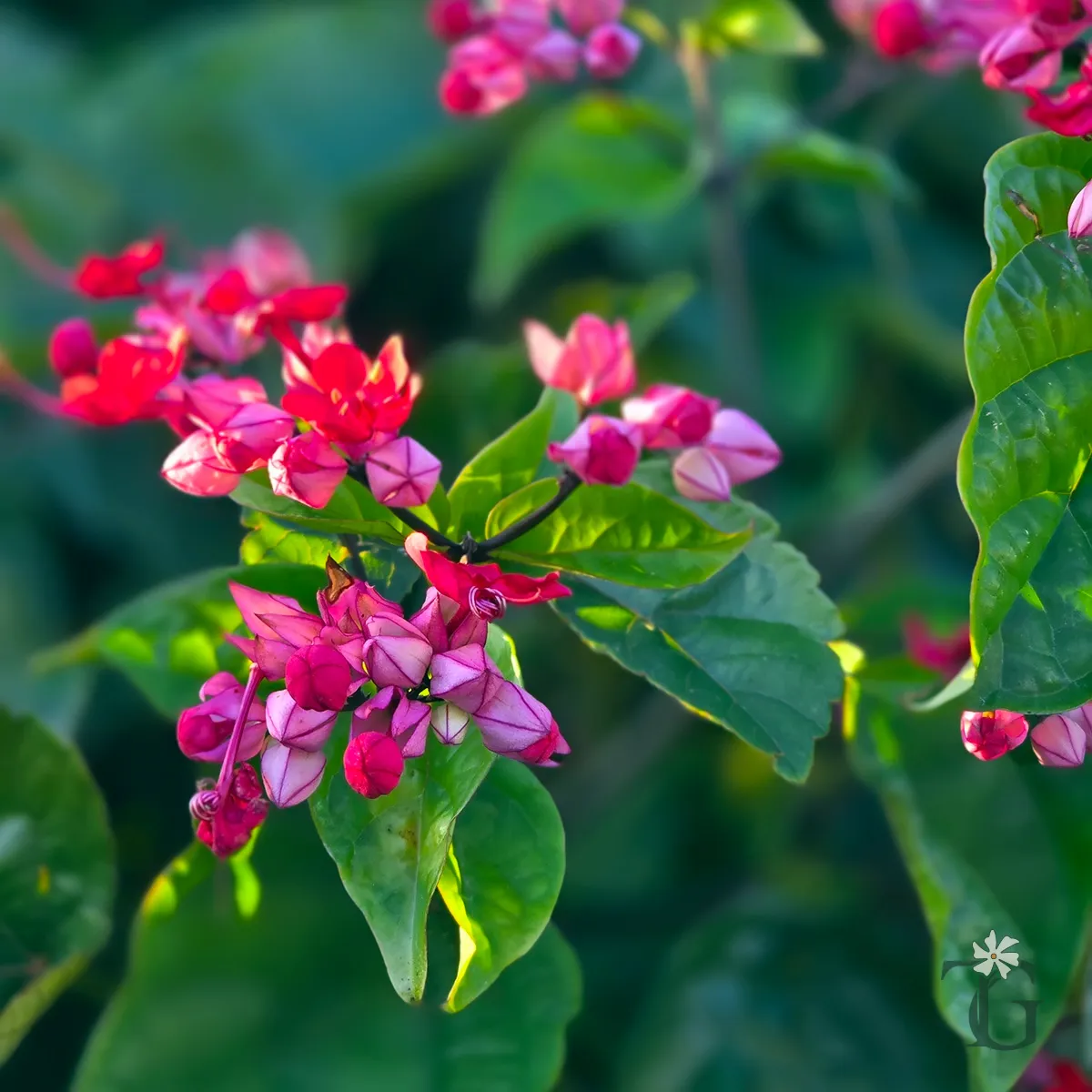 Bleeding Heart Vine - Red/Pink