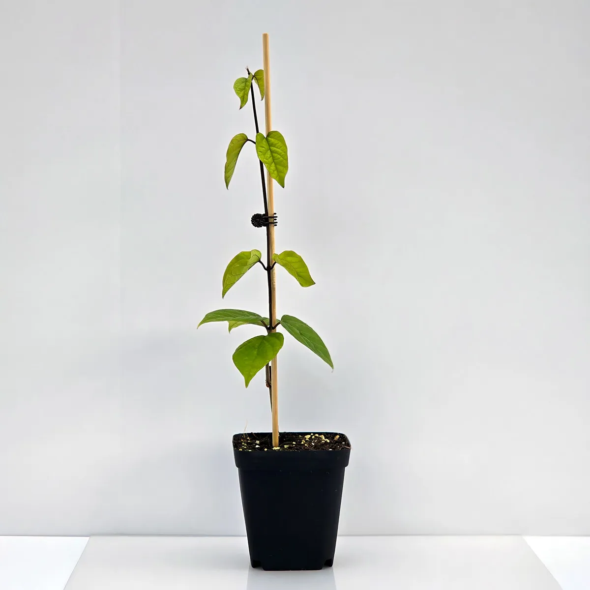 BHV_Listing.jpg