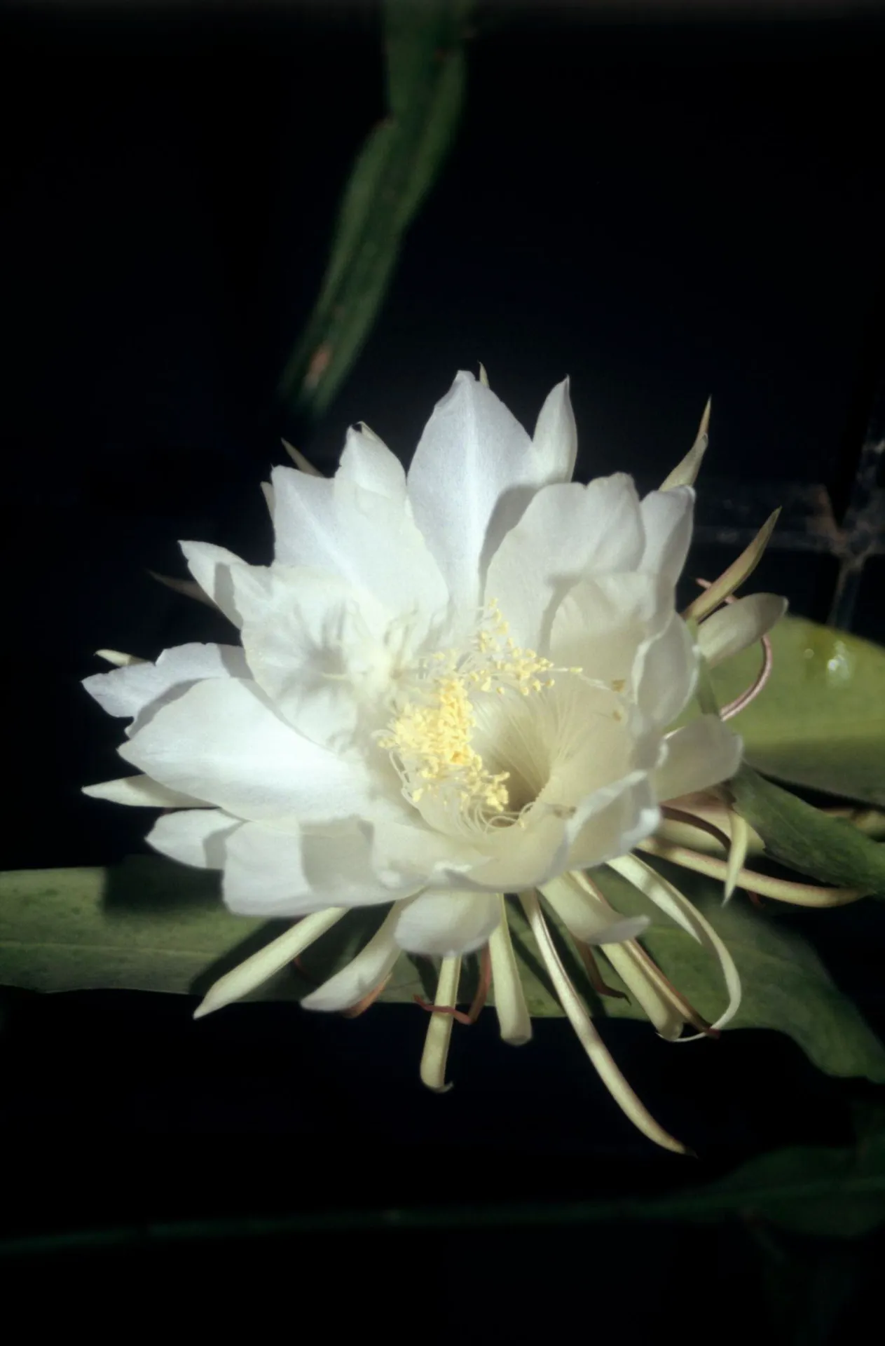 Brahma Kamal