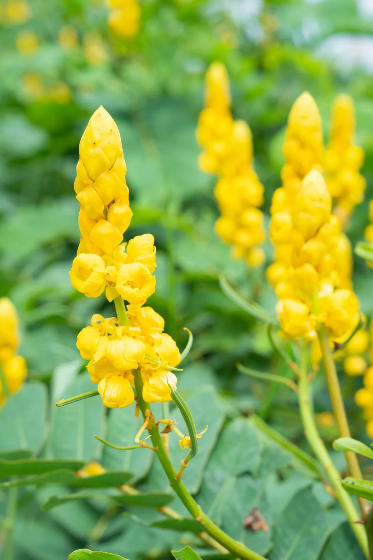 Candlestick Senna (Cassia alata)