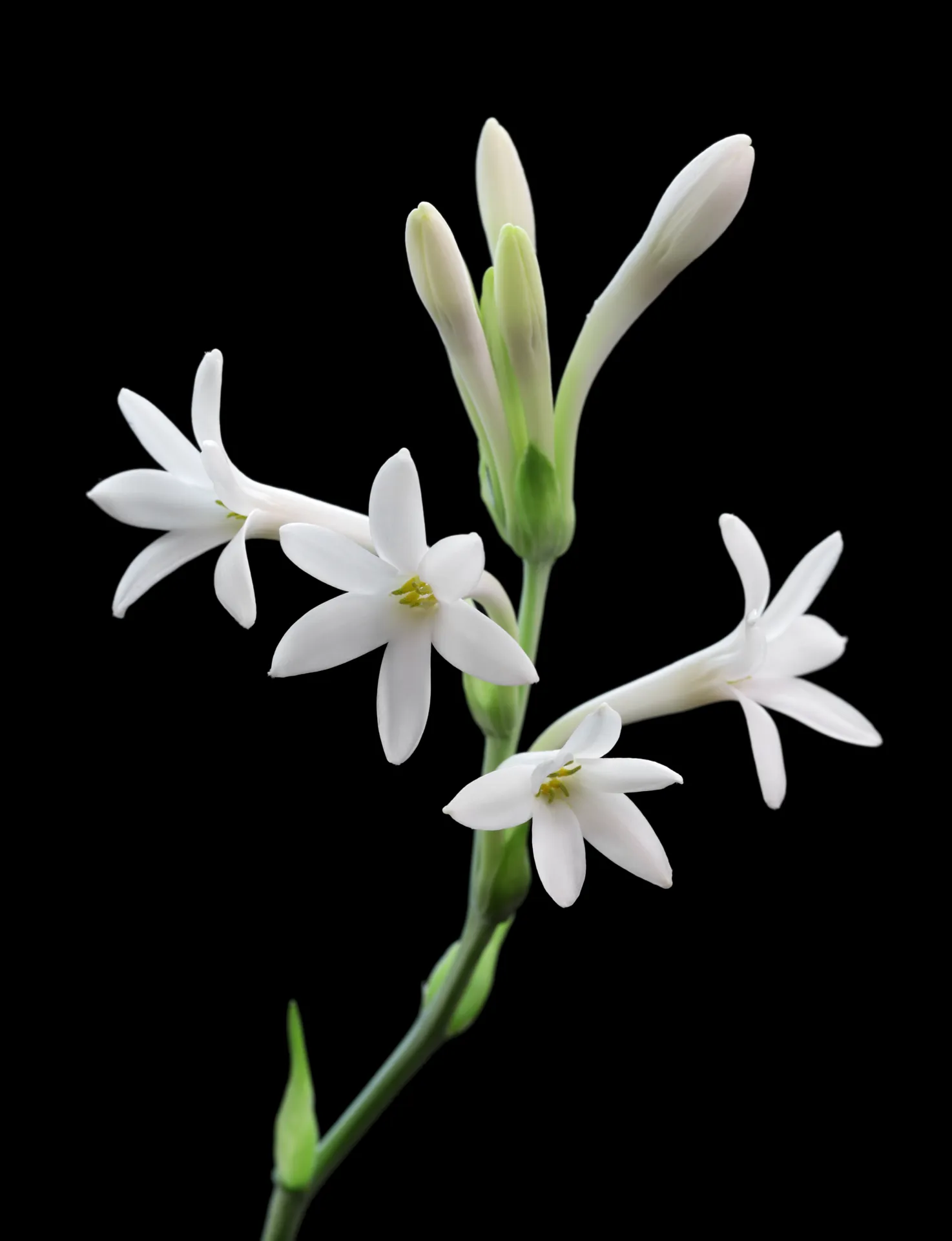 Night-Bloomers & Fragrance Care Guide