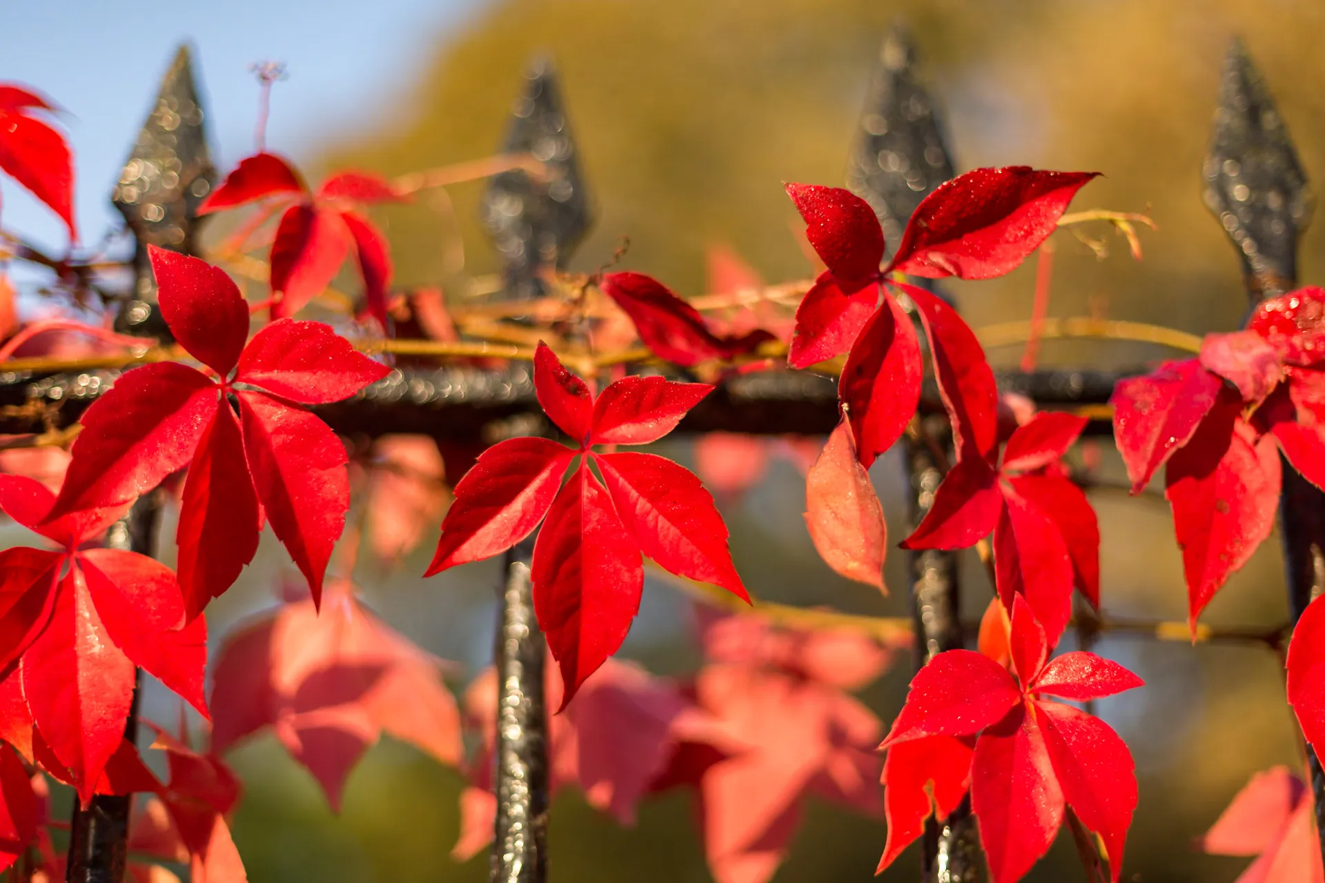 Pruning & Training Guide