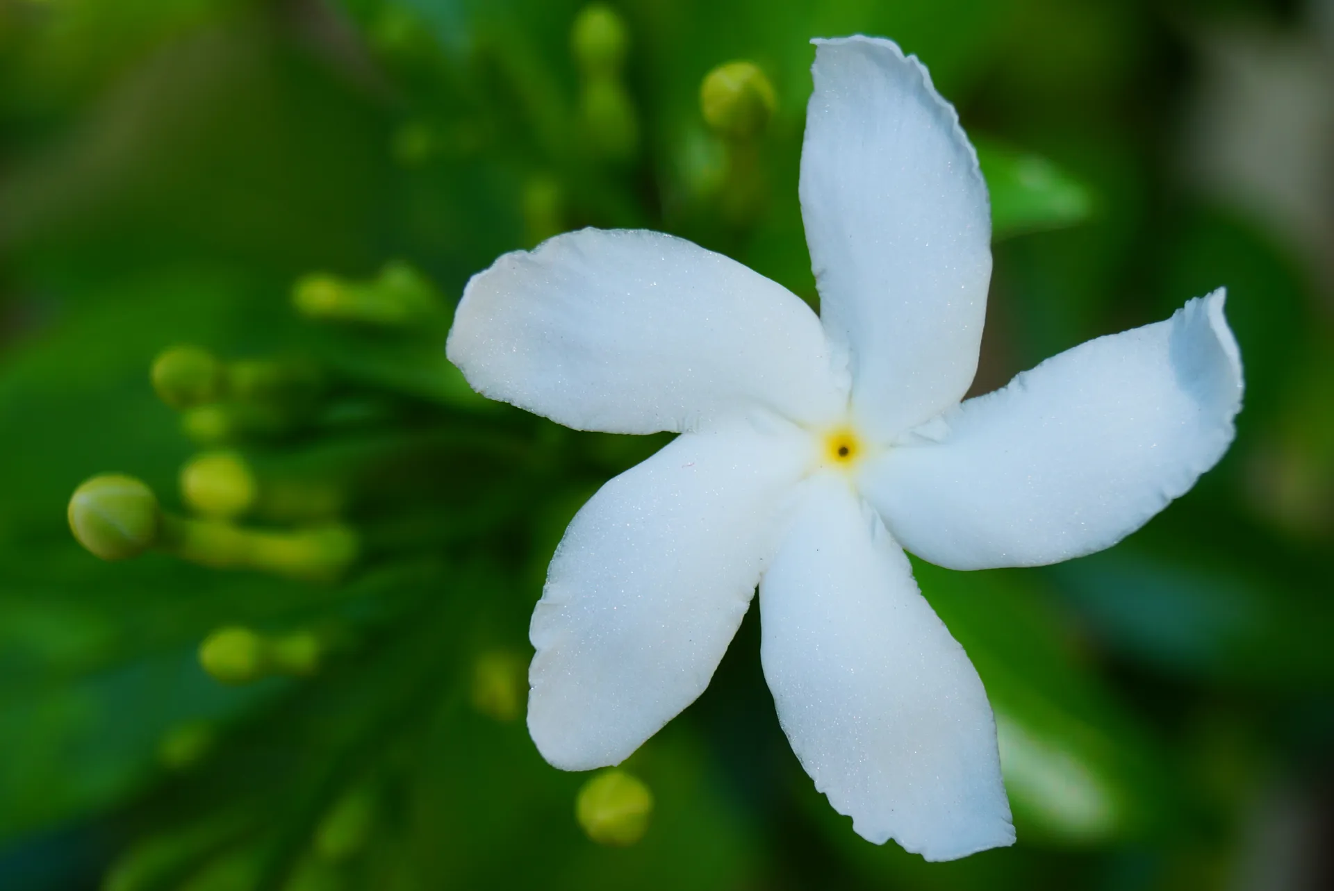 Pinwheel Crepe Jasmine (Chandni)