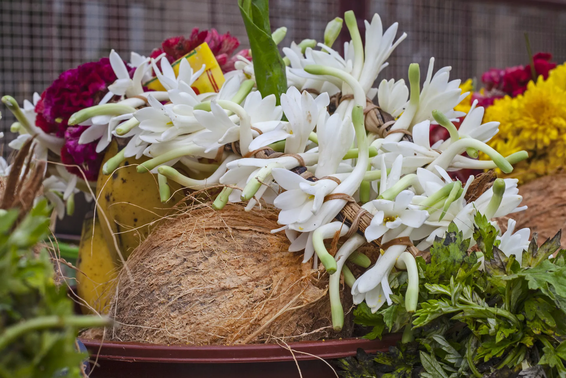 How We Choose Plants