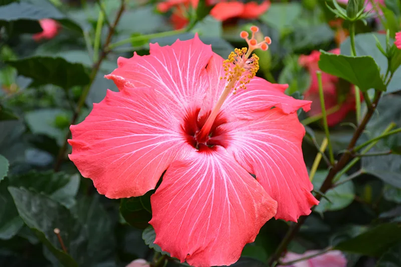 Hibiscus – Painted Lady