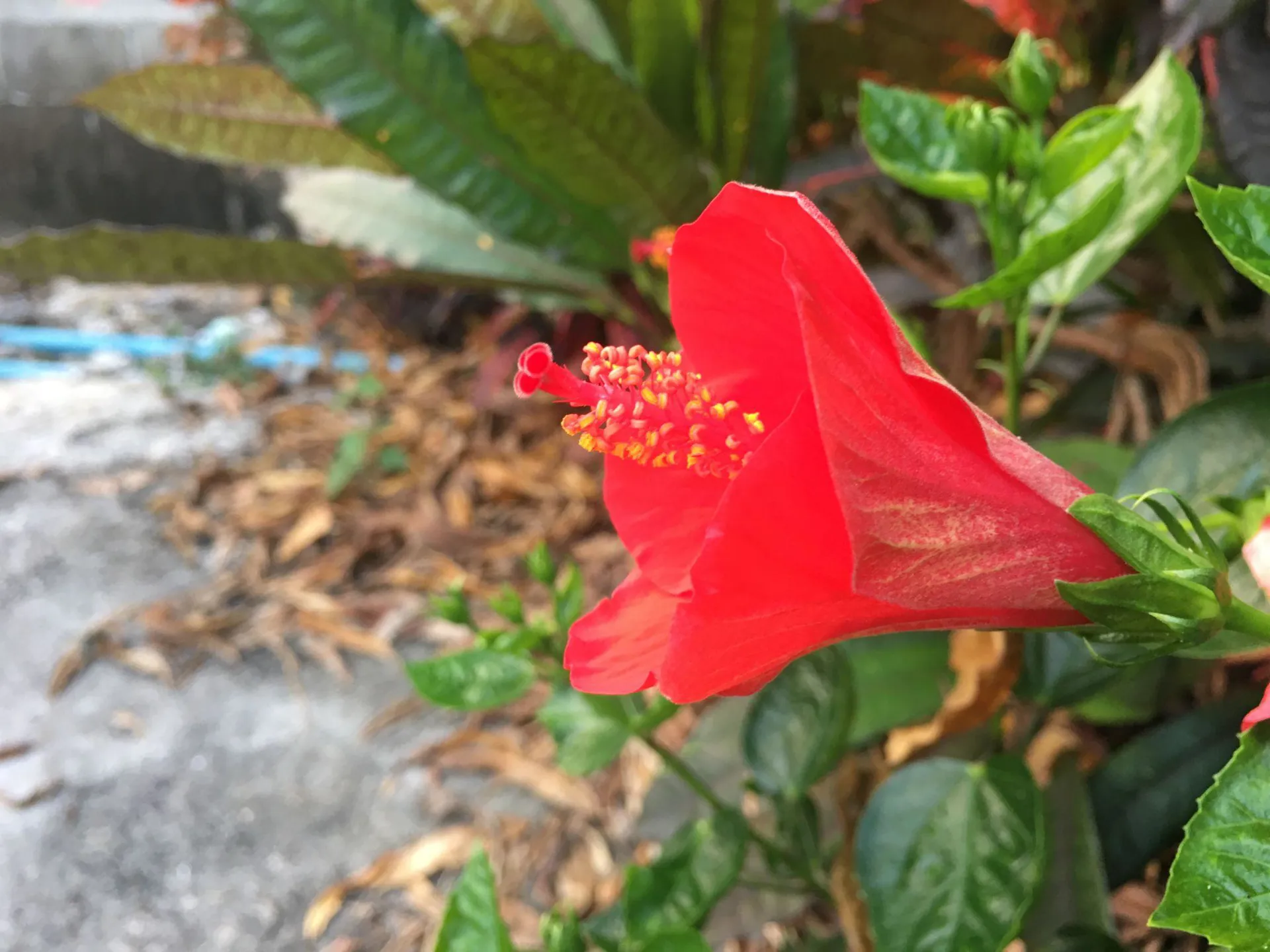 Hibiscus – President’s Red