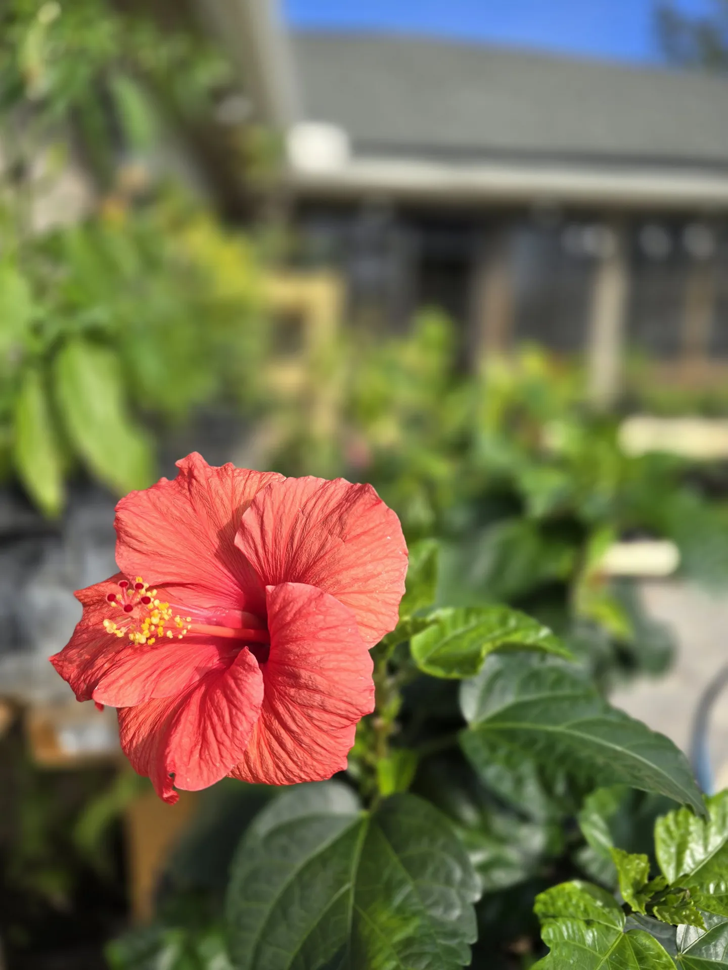 presidents red20260105_103453.jpg