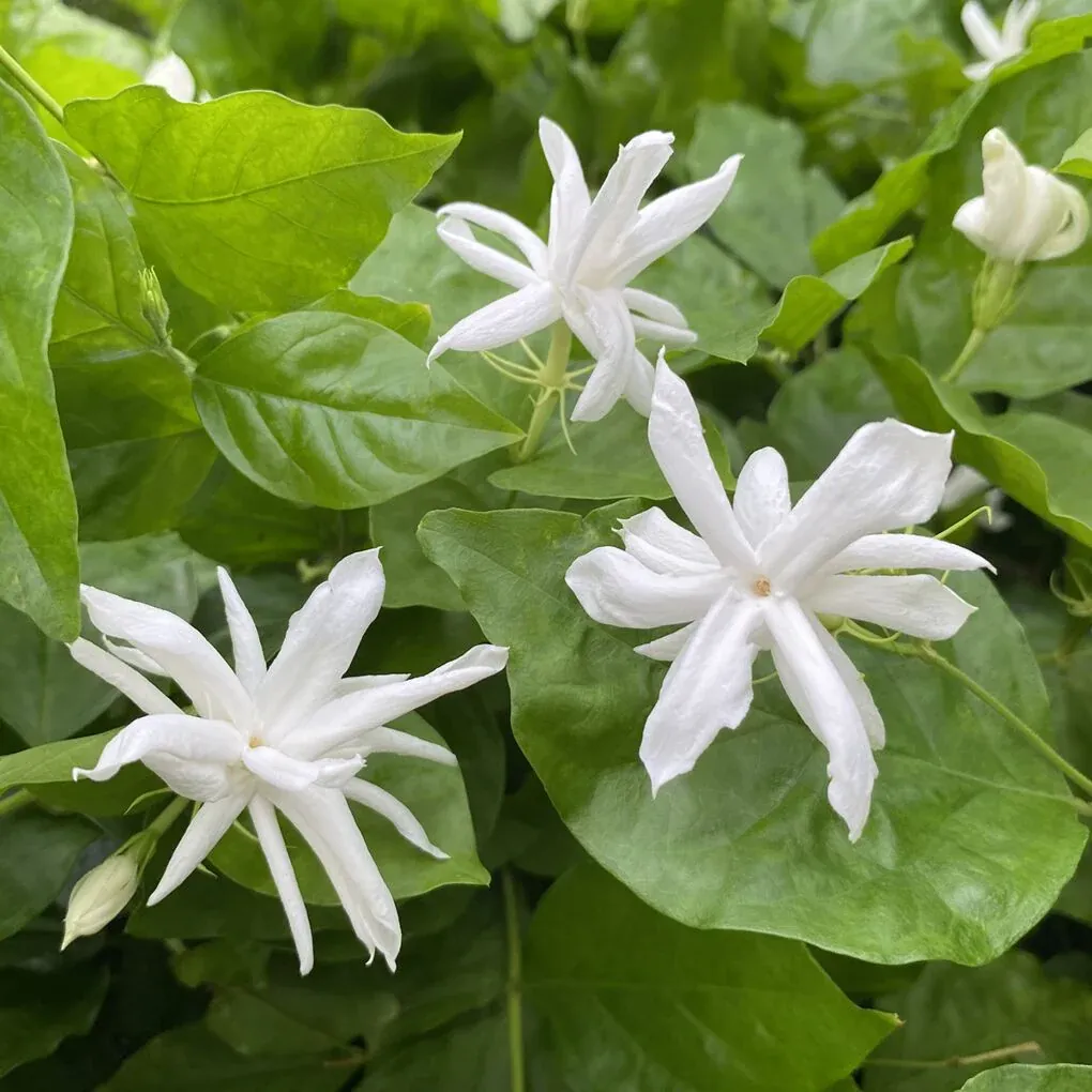 Jasmine - Belle of India