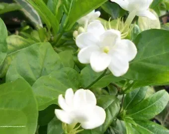 Maid of Orleans (Jasminum sambac)