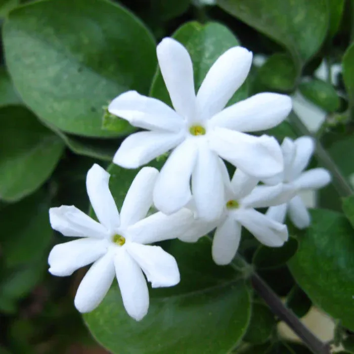Juhi / Jui (Day jasmine)