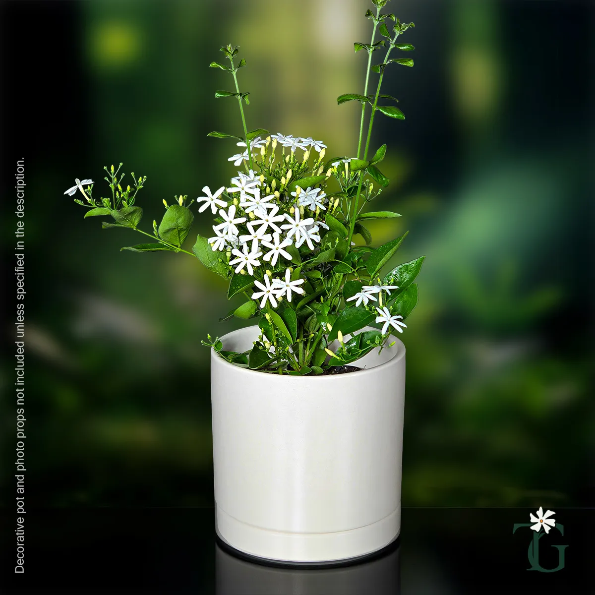 Juhi / Jui (Day jasmine)