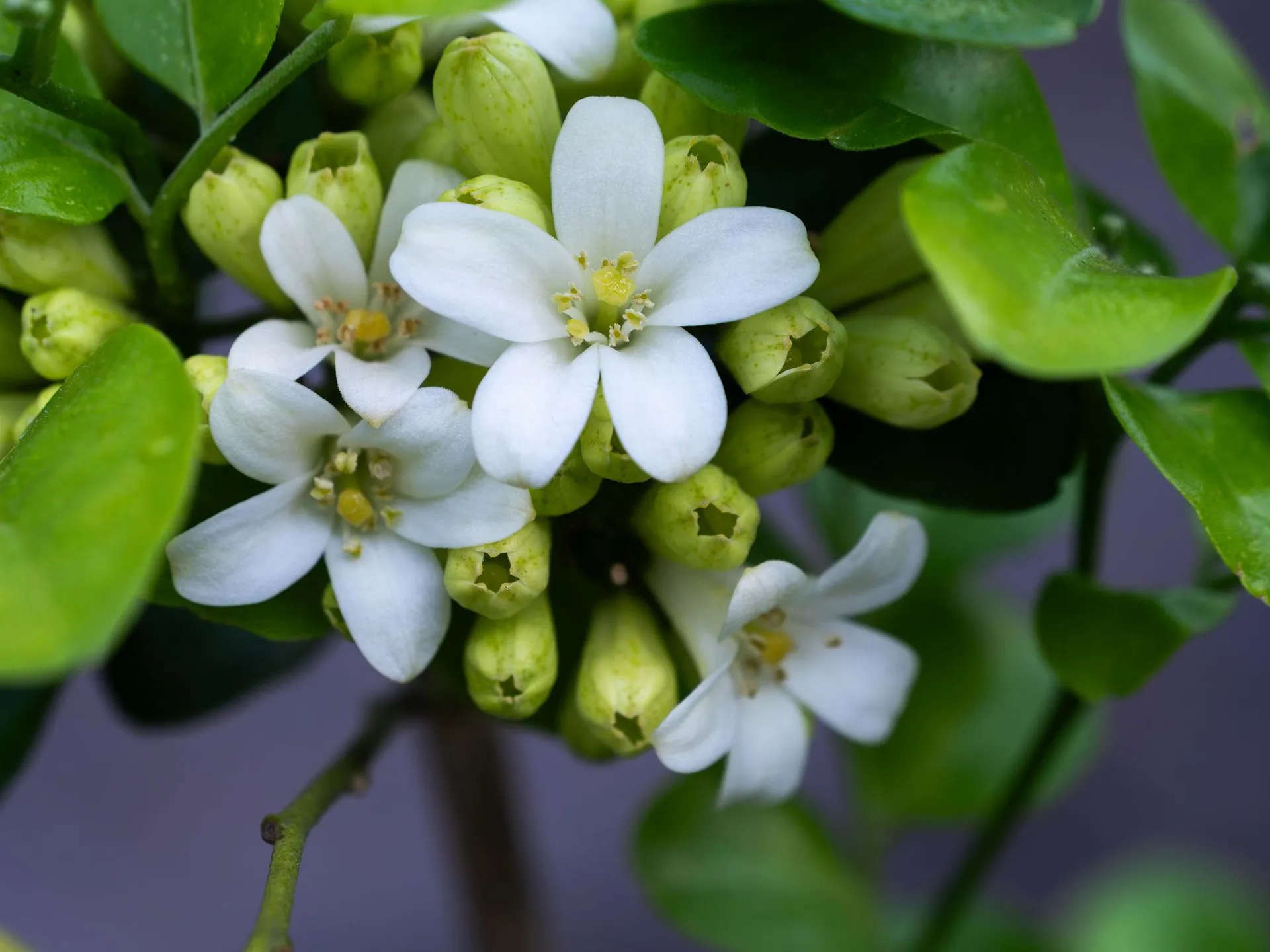 Kamini (Orange Jasmine)