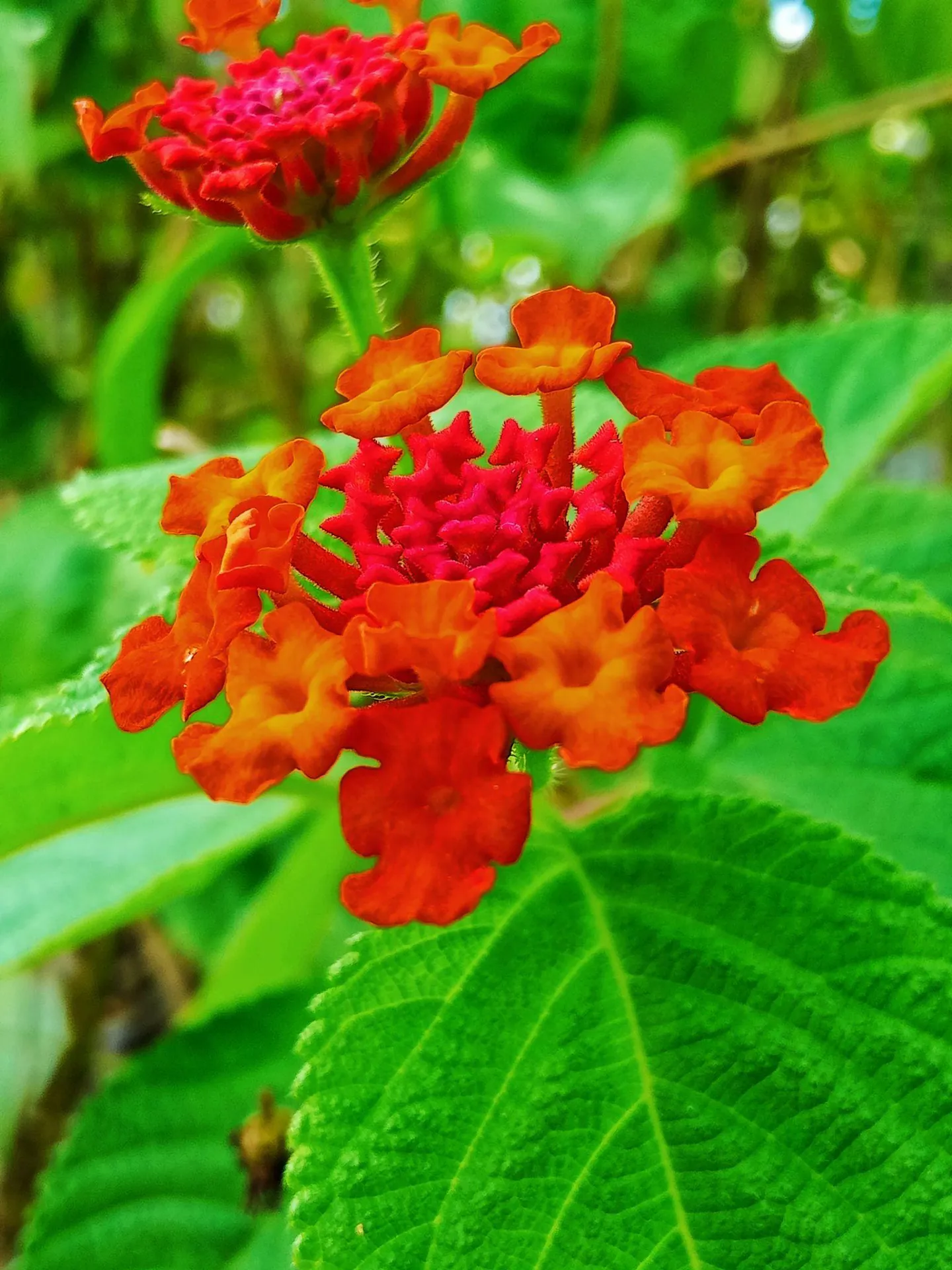 Lantana – Orange Red