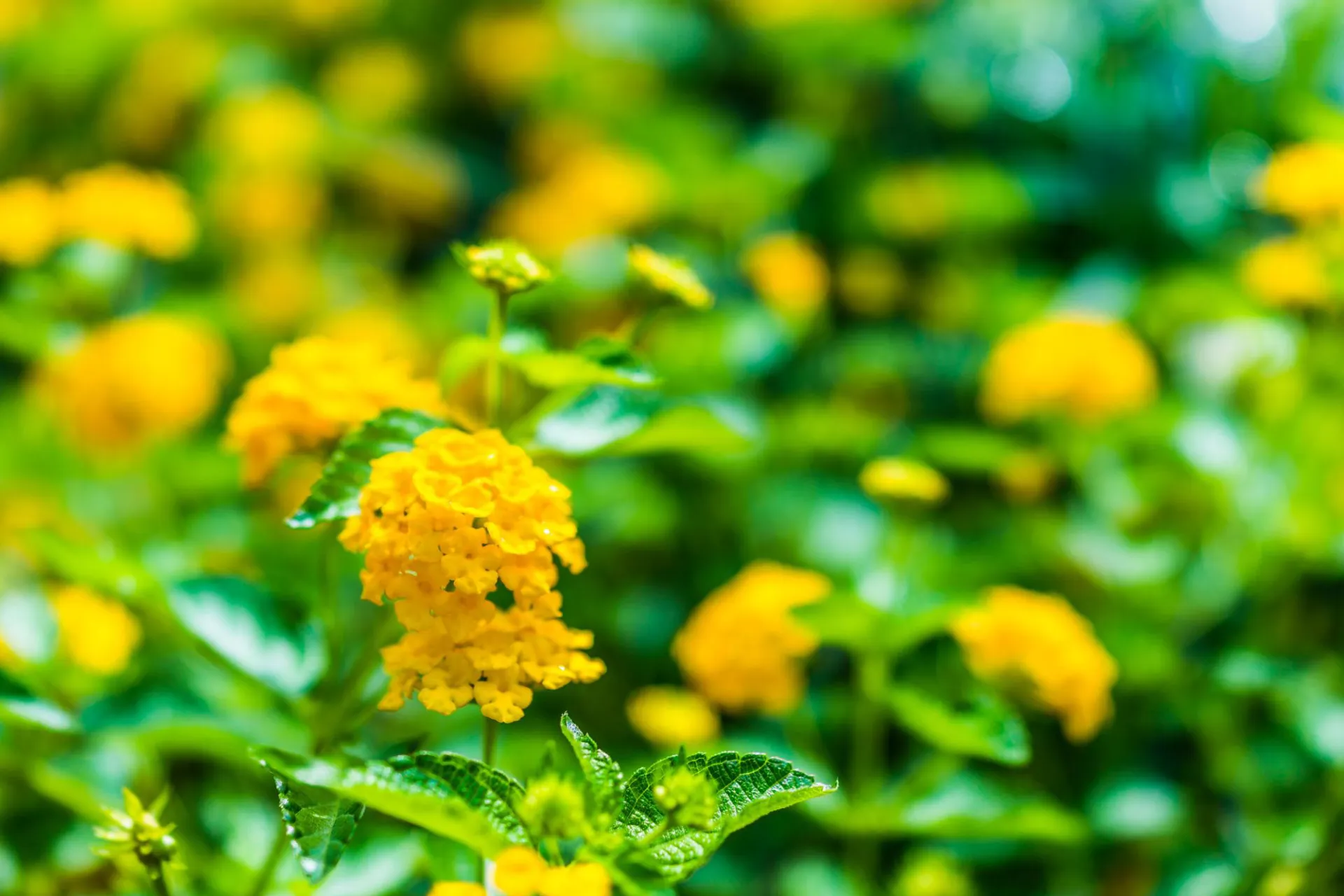 Lantana – Yellow