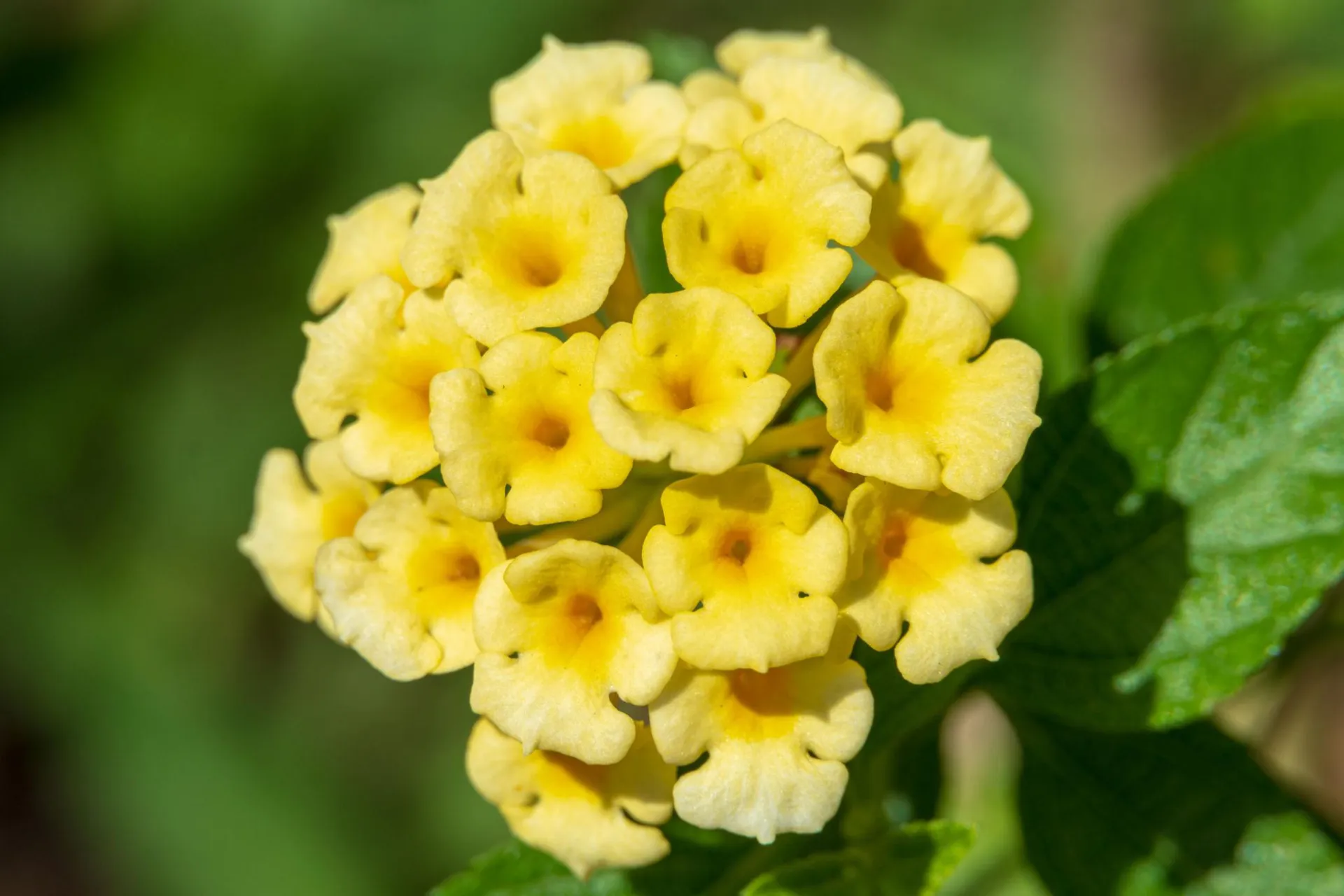 lantana-yellow-2.jpeg