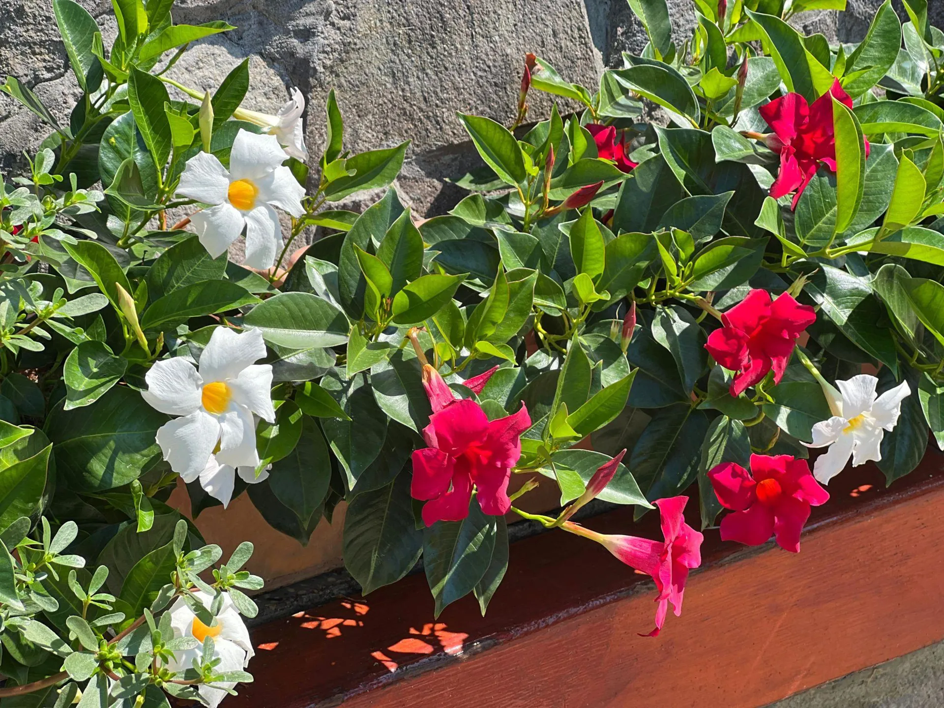 Mandevilla (Red, Pink, White)