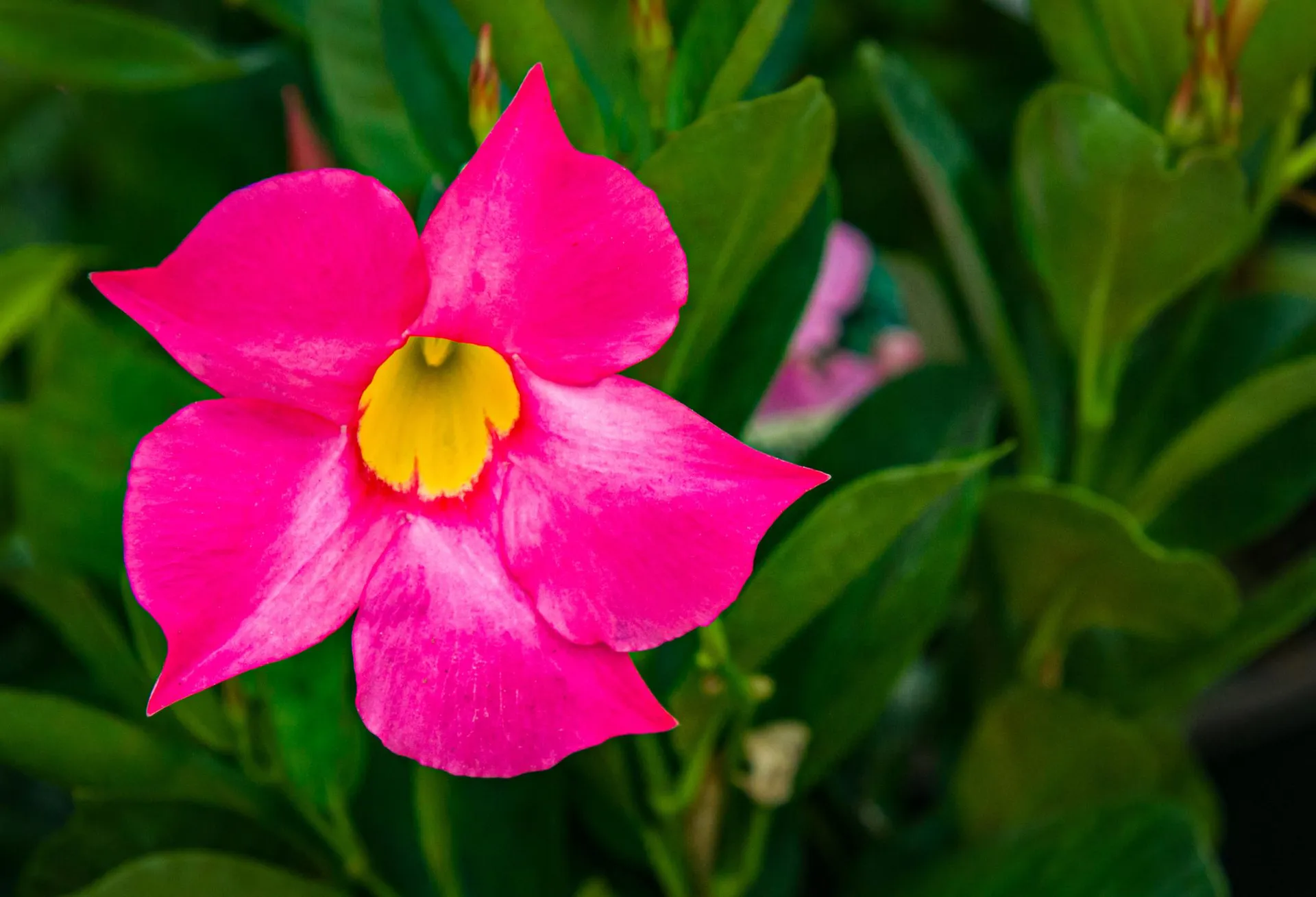 mandevilla-3.jpeg
