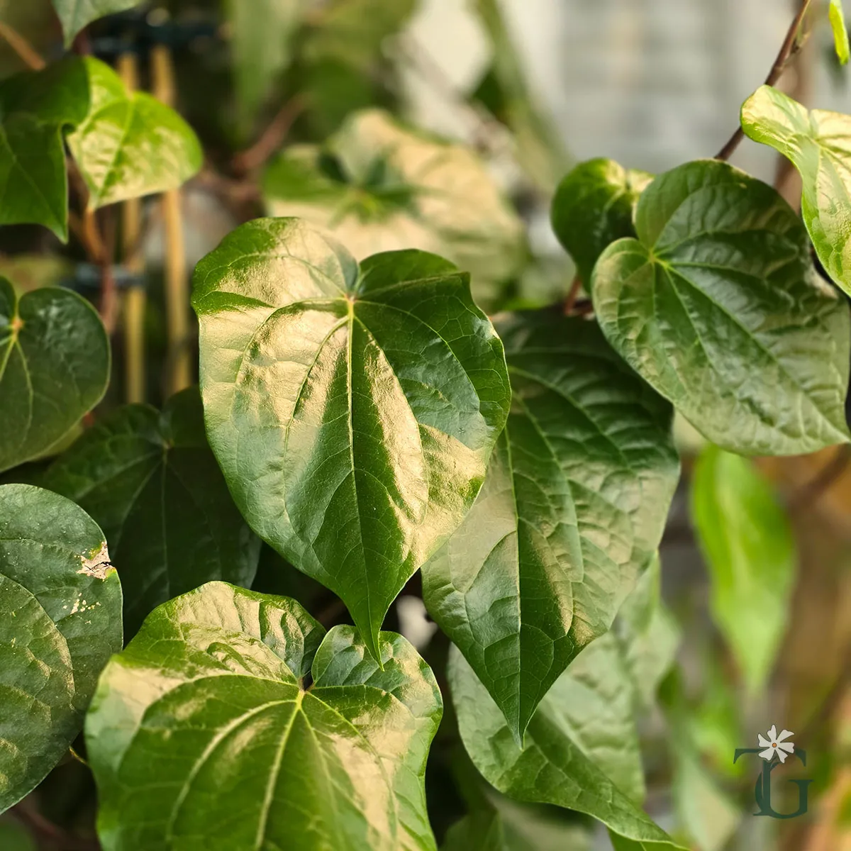 Paan (Betel Leaf Vine)