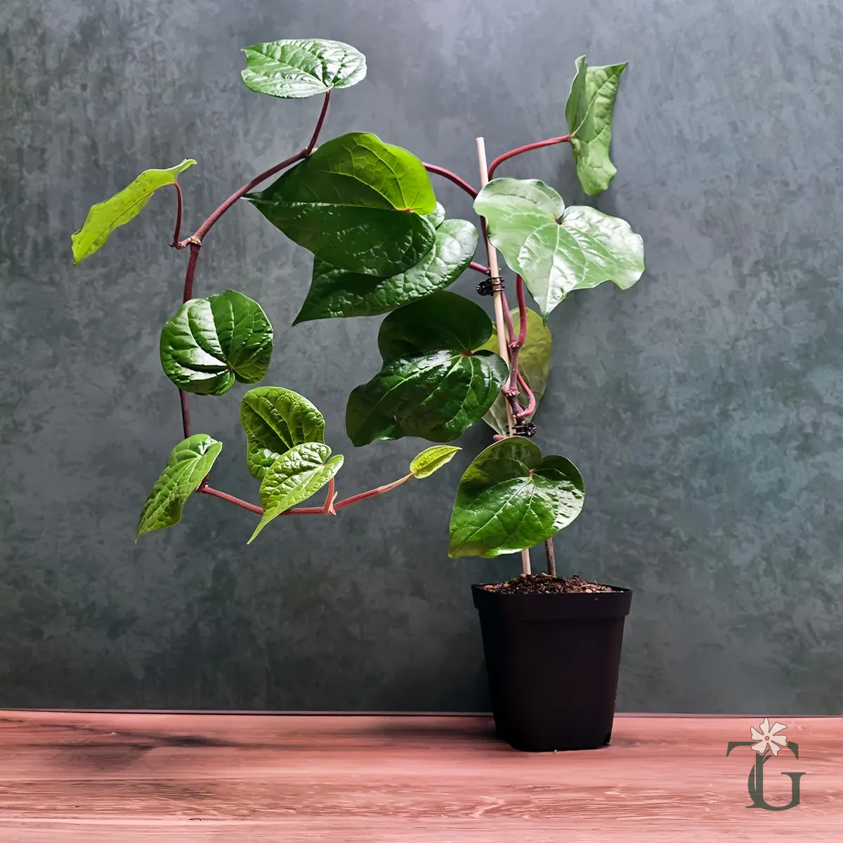 Paan (Betel Leaf Vine)