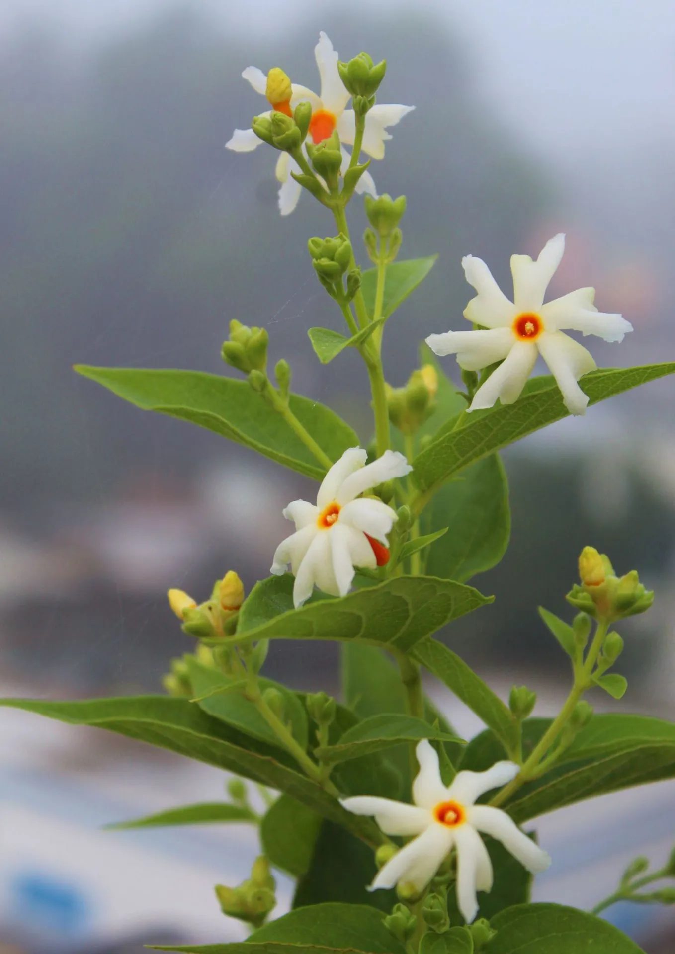 Parijaat (Night-Flowering Jasmine)
