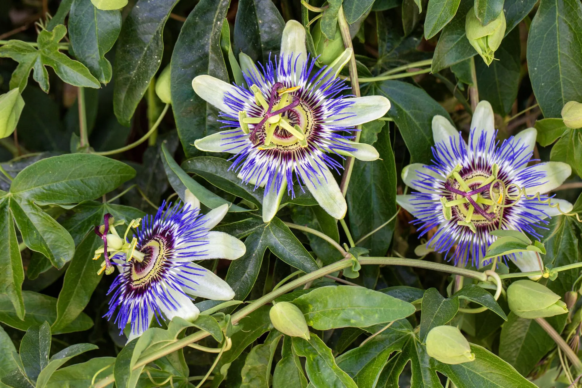 Passion Vine – Passiflora caerulea