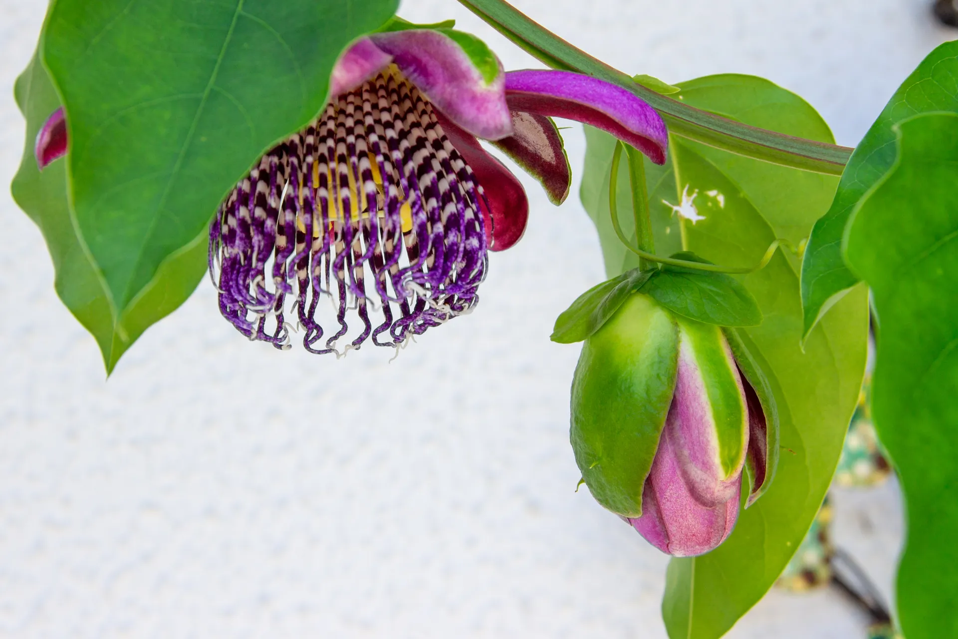 Passion Vine (Passiflora incarnata)