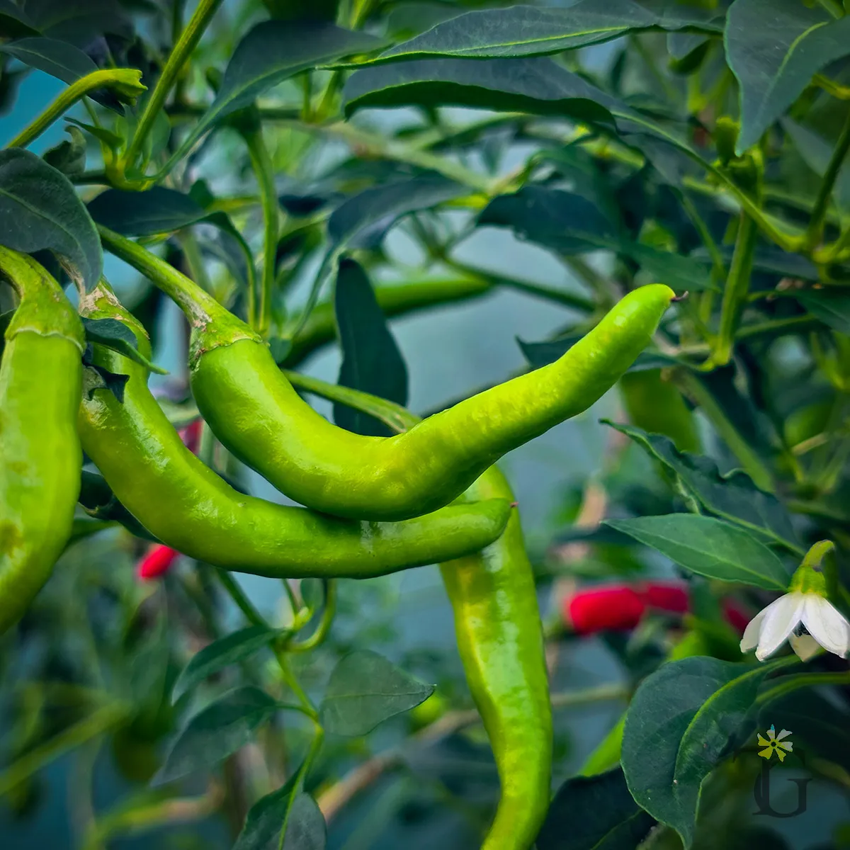 Jwala Pepper (Indian Green Mirch)