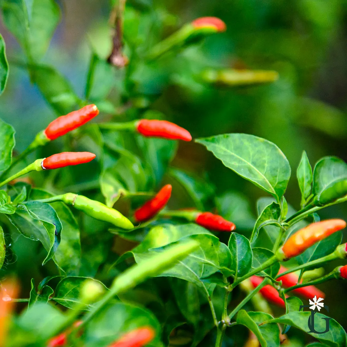 Kanthari Pepper (Bird’s Eye Chili)