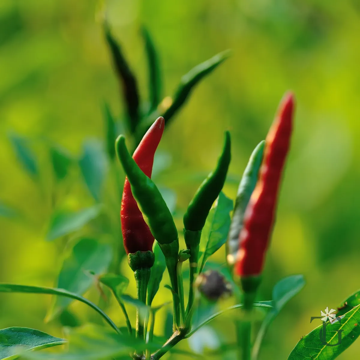 Peri Peri (African Bird’s Eye Chili)