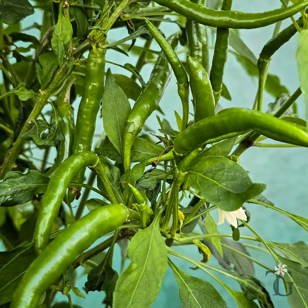 thai_dragon_mother_1.jpg