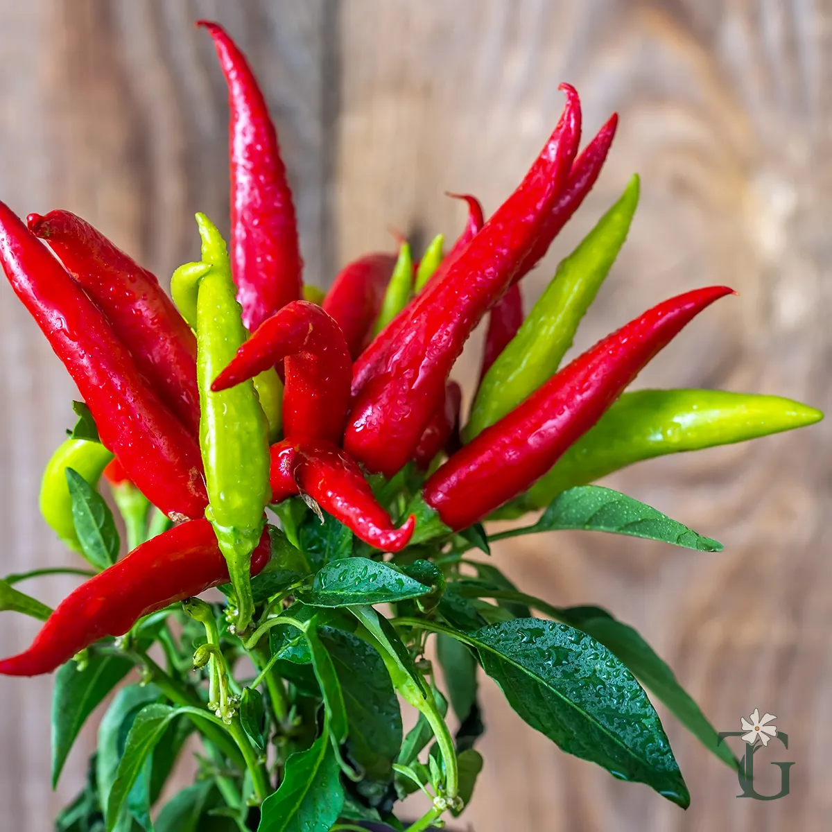 Thai Dragon Pepper