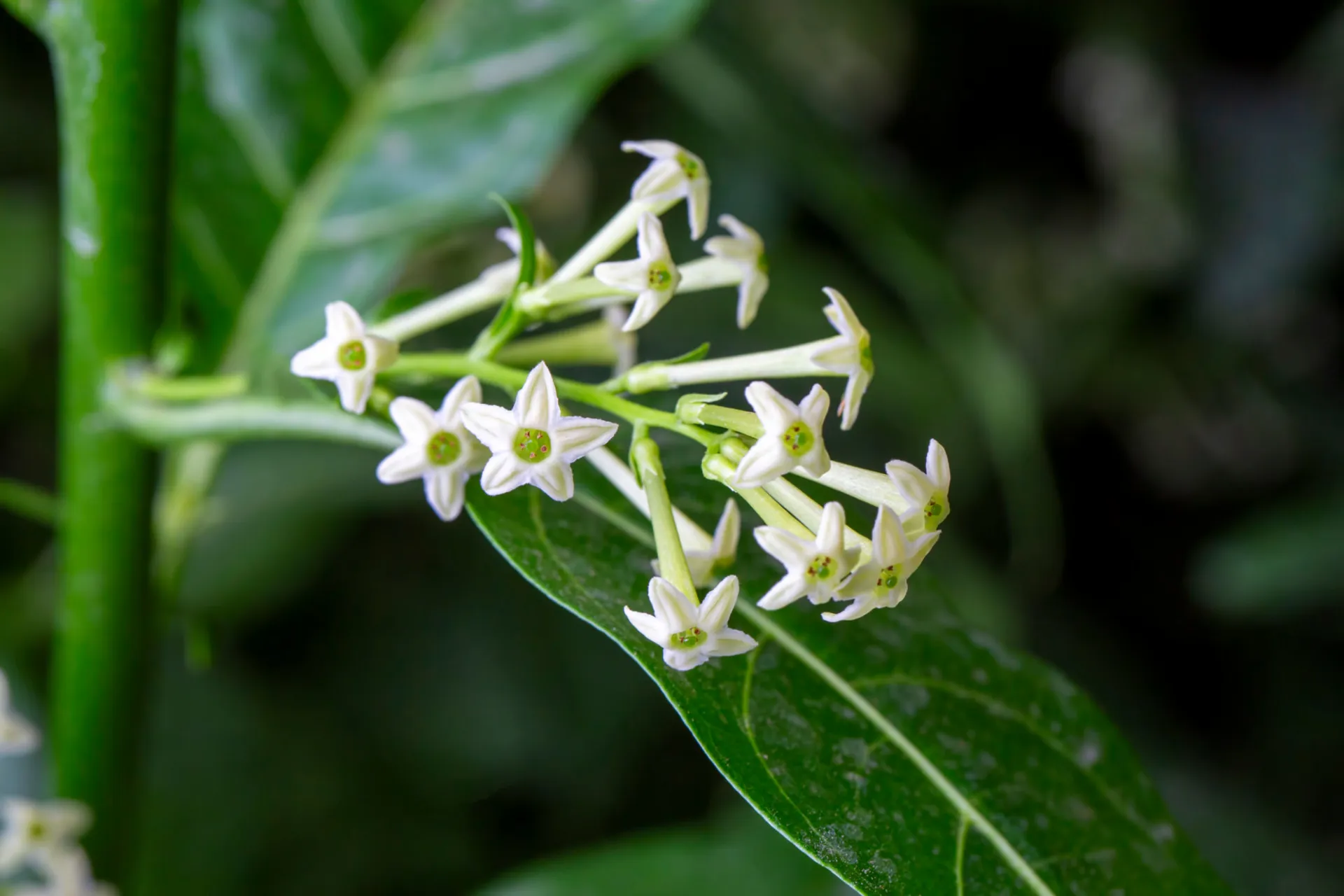 Raat Ki Raani (Night-Blooming Jasmine)