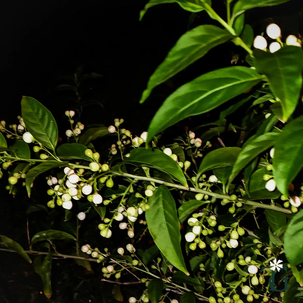 Raat Ki Raani (Night-Blooming Jasmine)