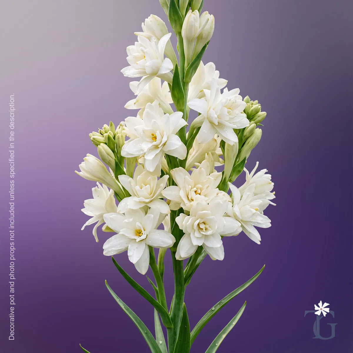 Rajnigandha (Double Tuberose)