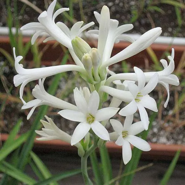 Rajnigandha (Single Tuberose)
