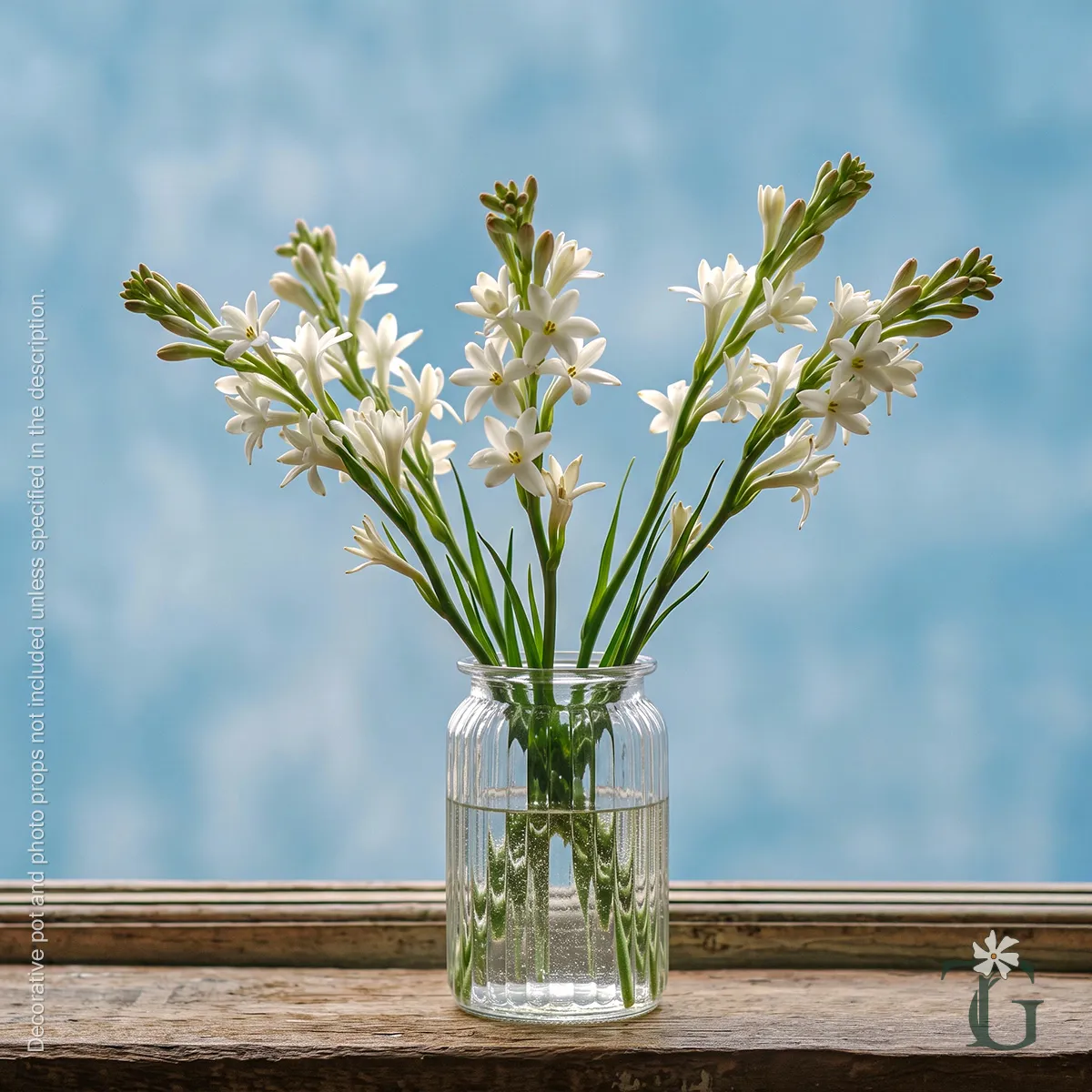 Rajnigandha (Single Tuberose)