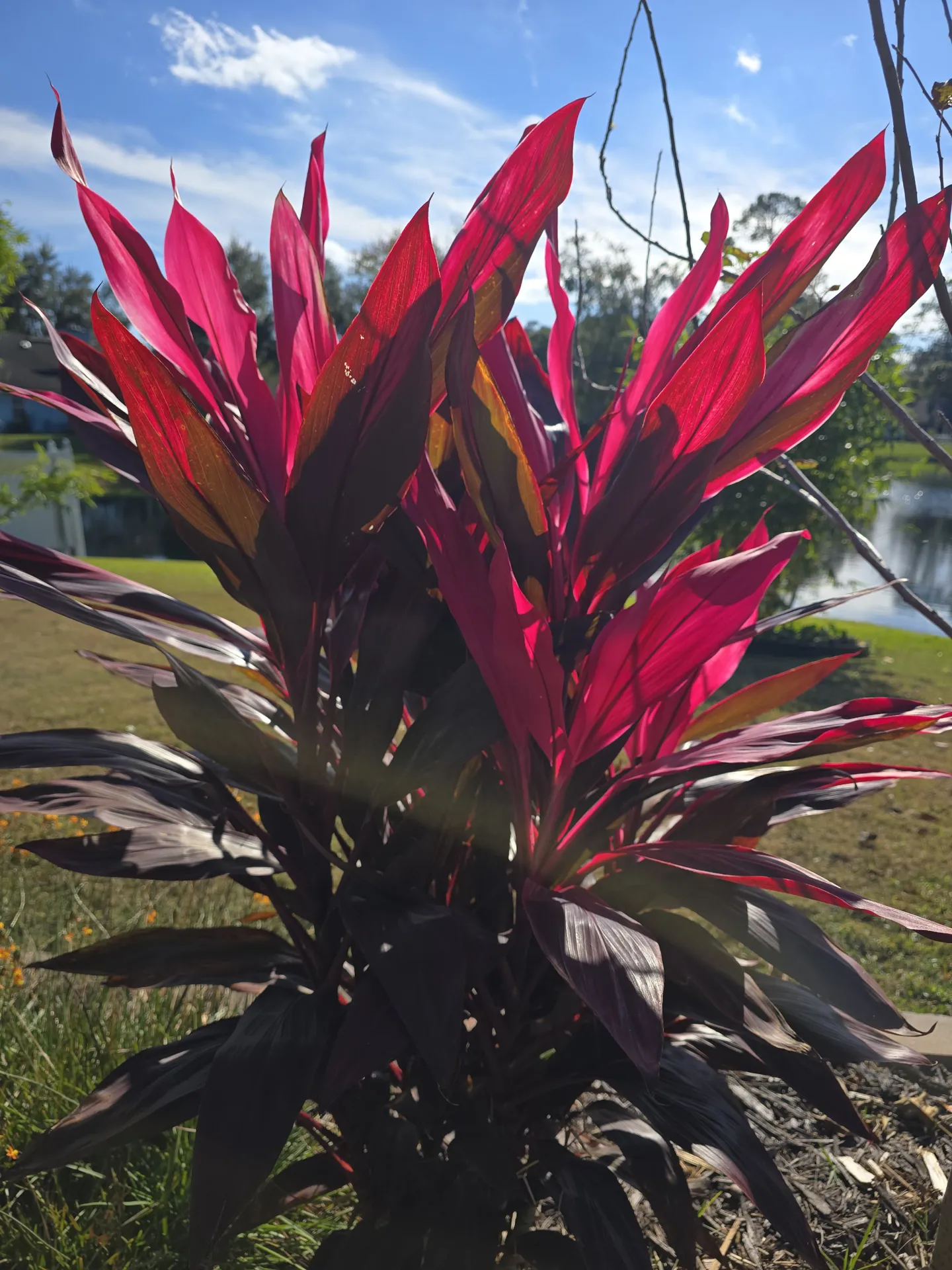 Ti Plant (Cordyline fruticosa)