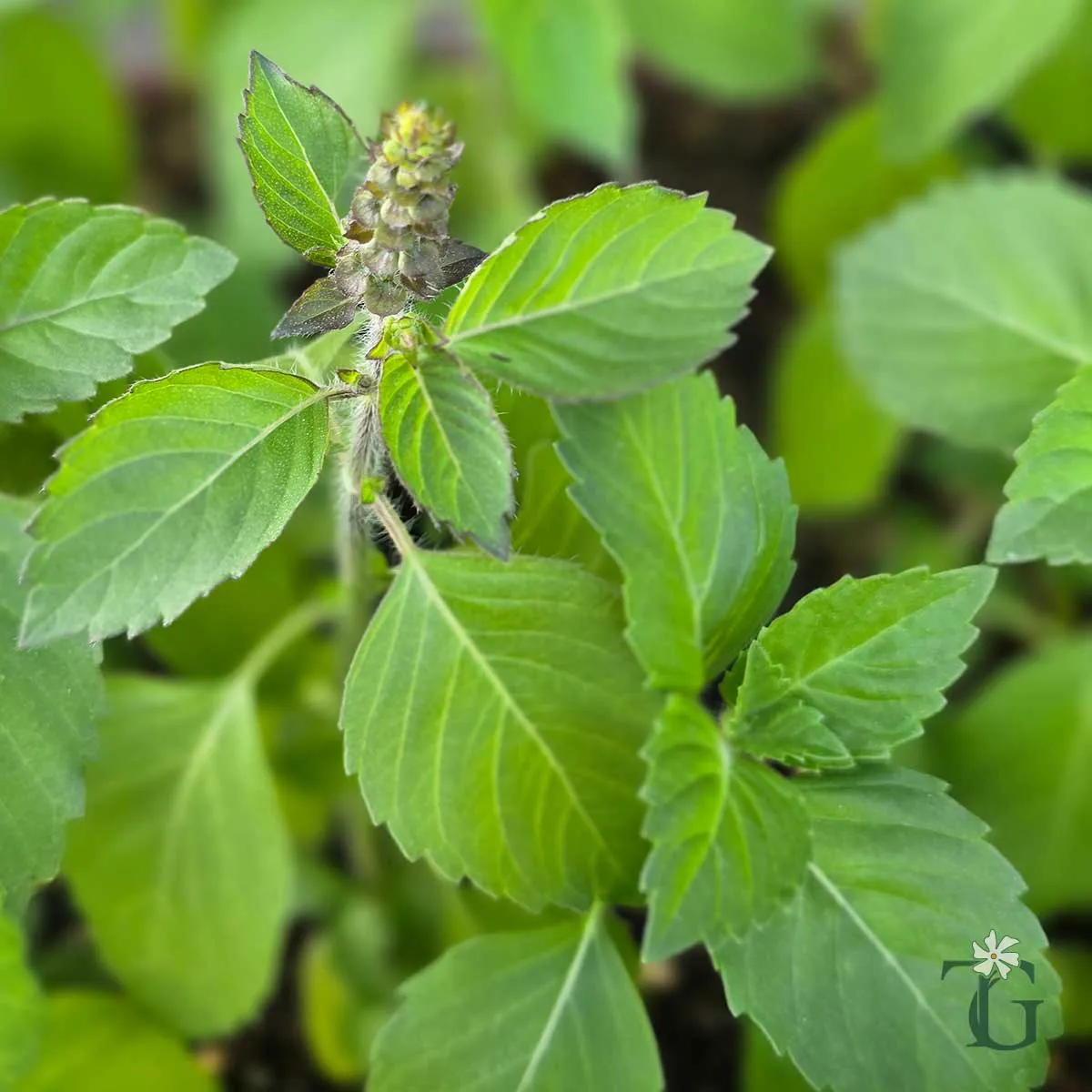 Kapoor Tulsi (Camphor Basil)