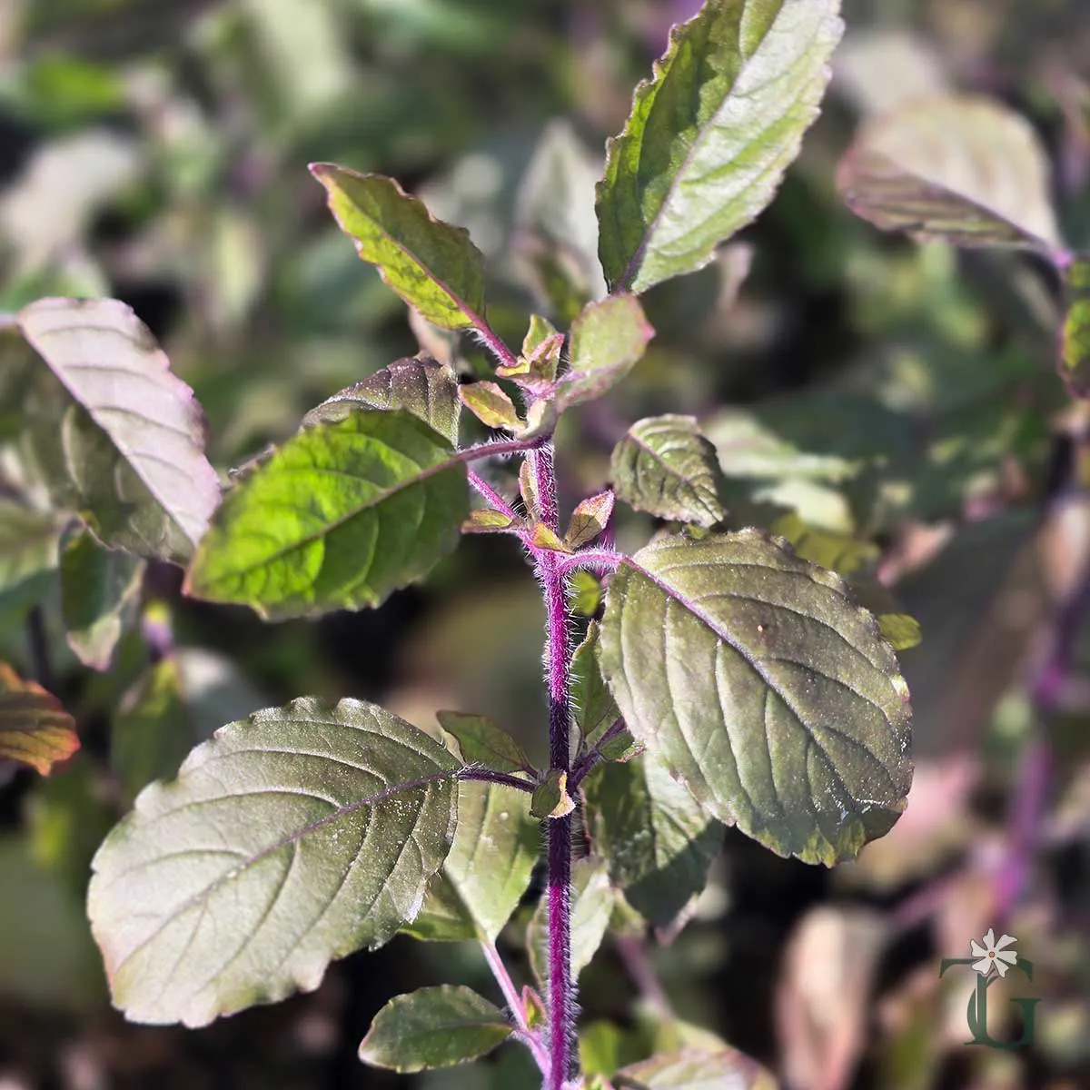 Krishna Tulsi (Purple Holy Basil)