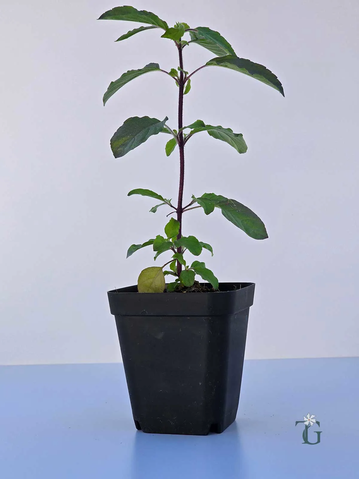 Krishna_Tulsi_1.jpg
