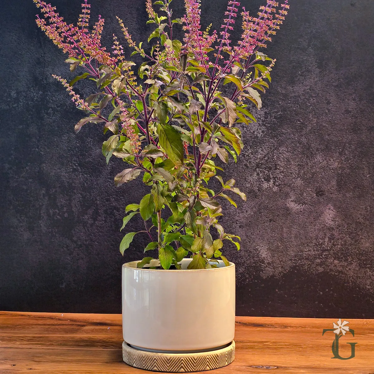 Krishna Tulsi (Purple Holy Basil)