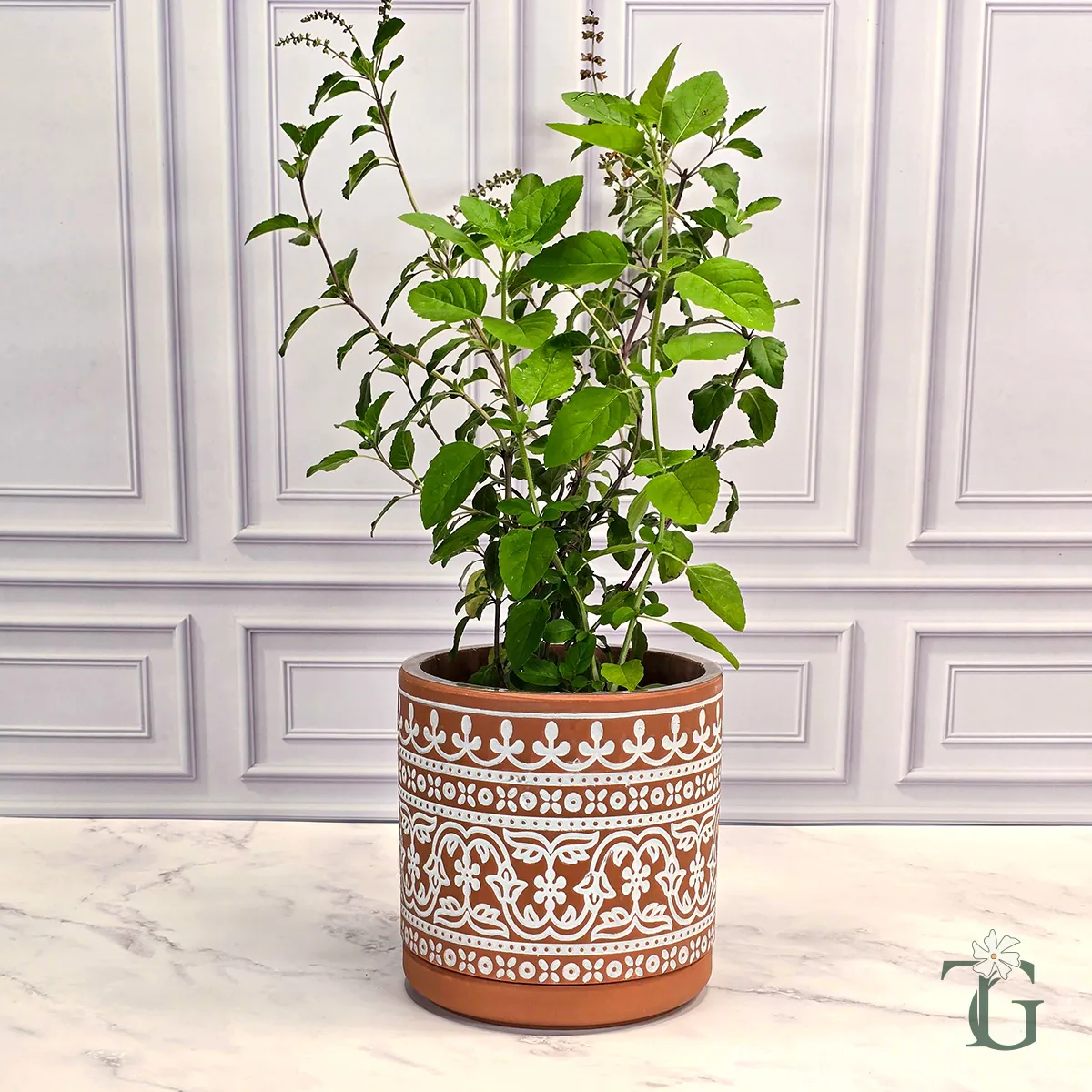 Rama Tulsi (Holy Basil)