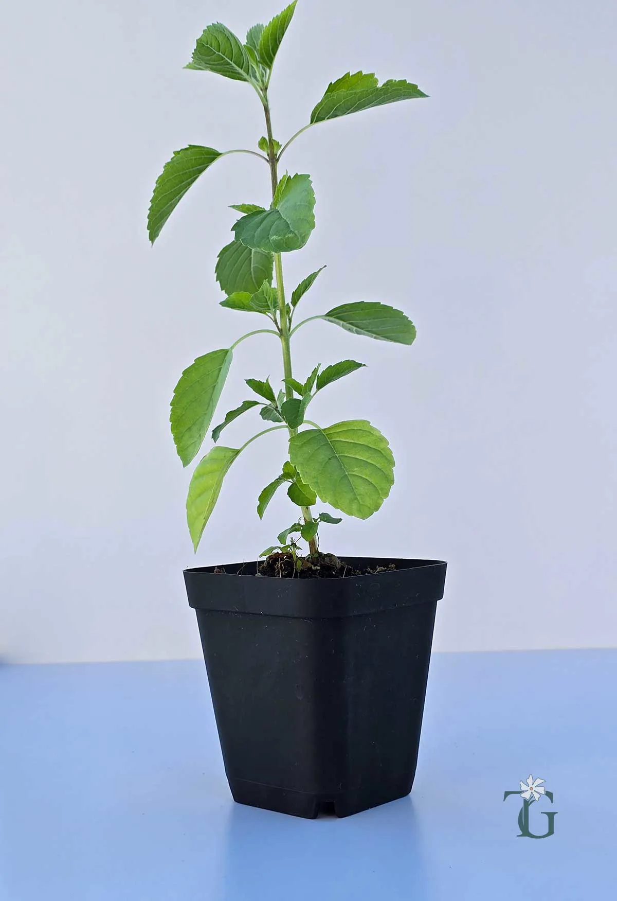 Surajmukhi_Tulsi_2.jpg