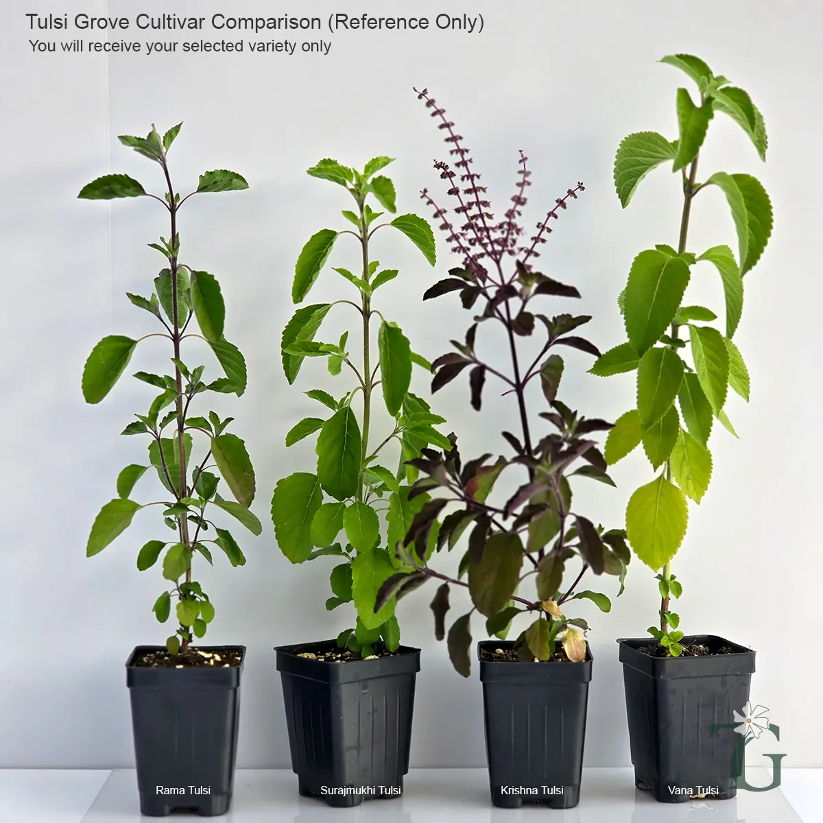 CultivarComparison.jpg