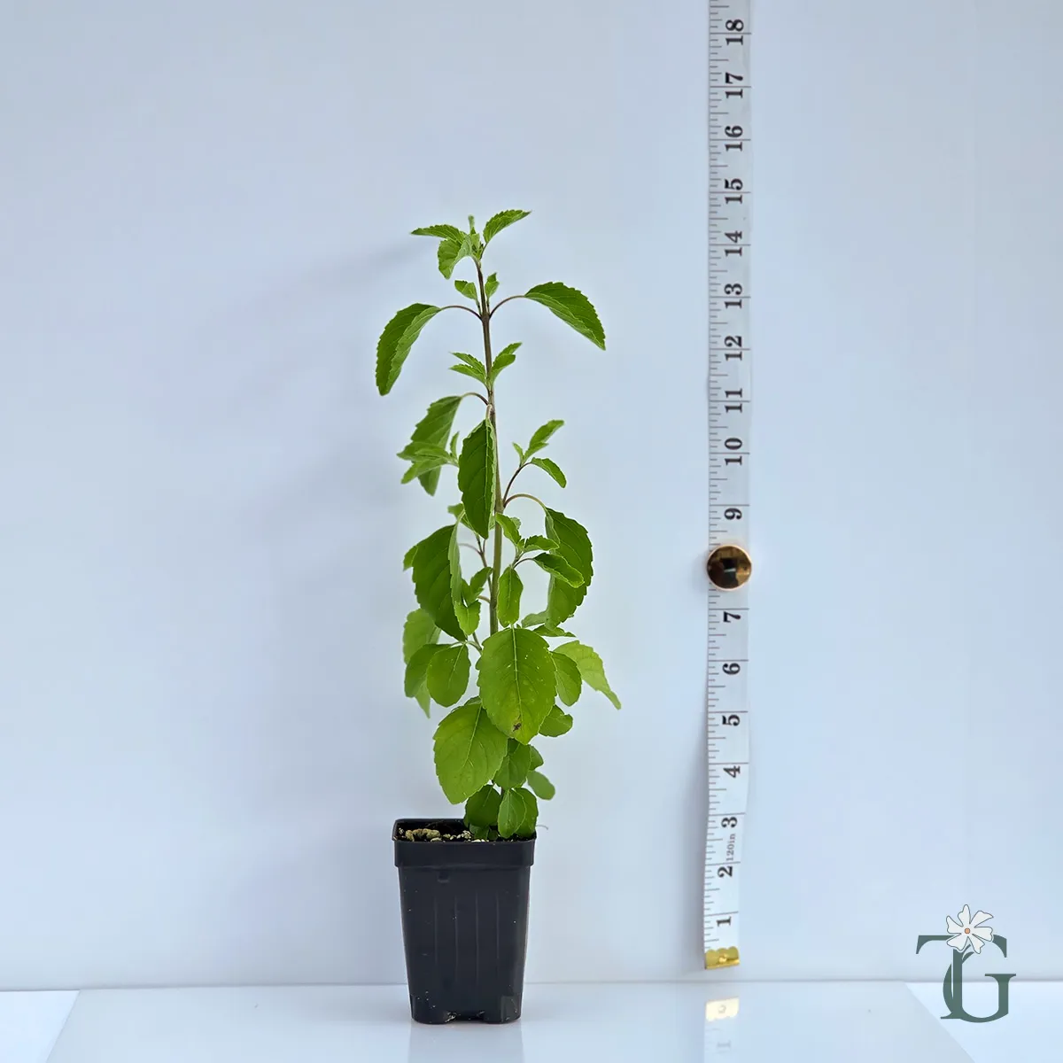 Surajmukhi_Tulsi_Ruler.jpg