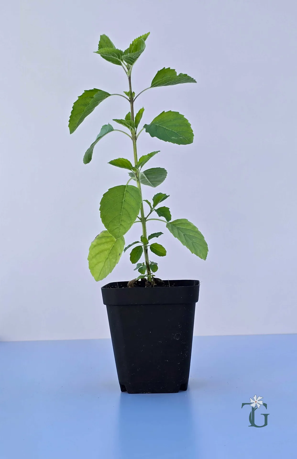 Surajmukhi_Tulsi.jpg