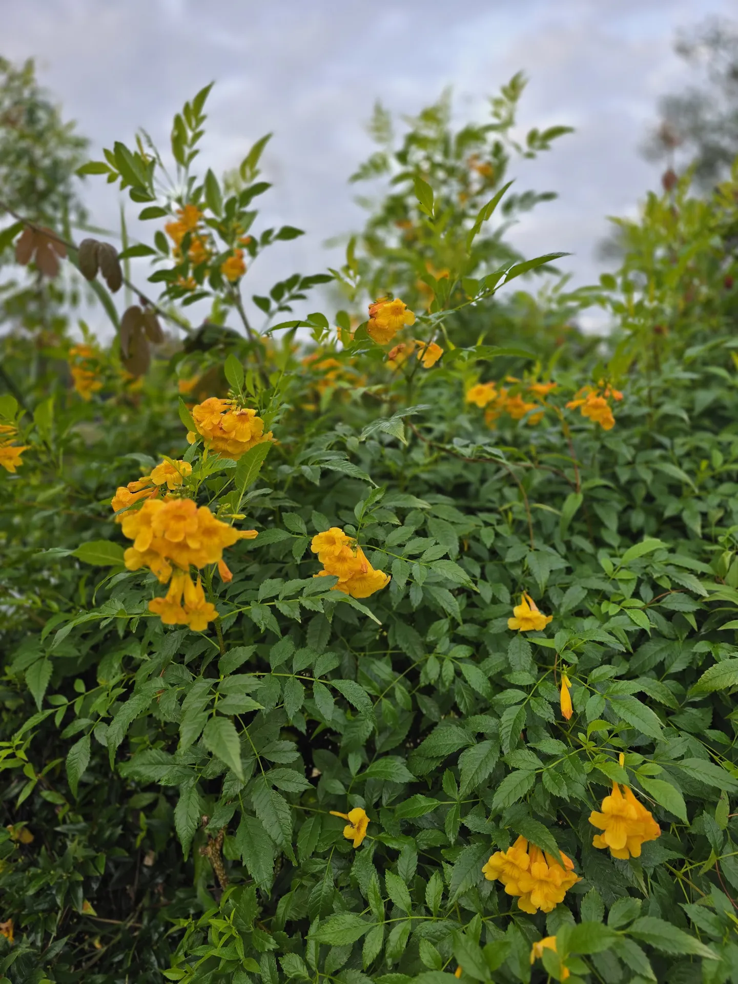 yellow-bells20251217_074823.jpg