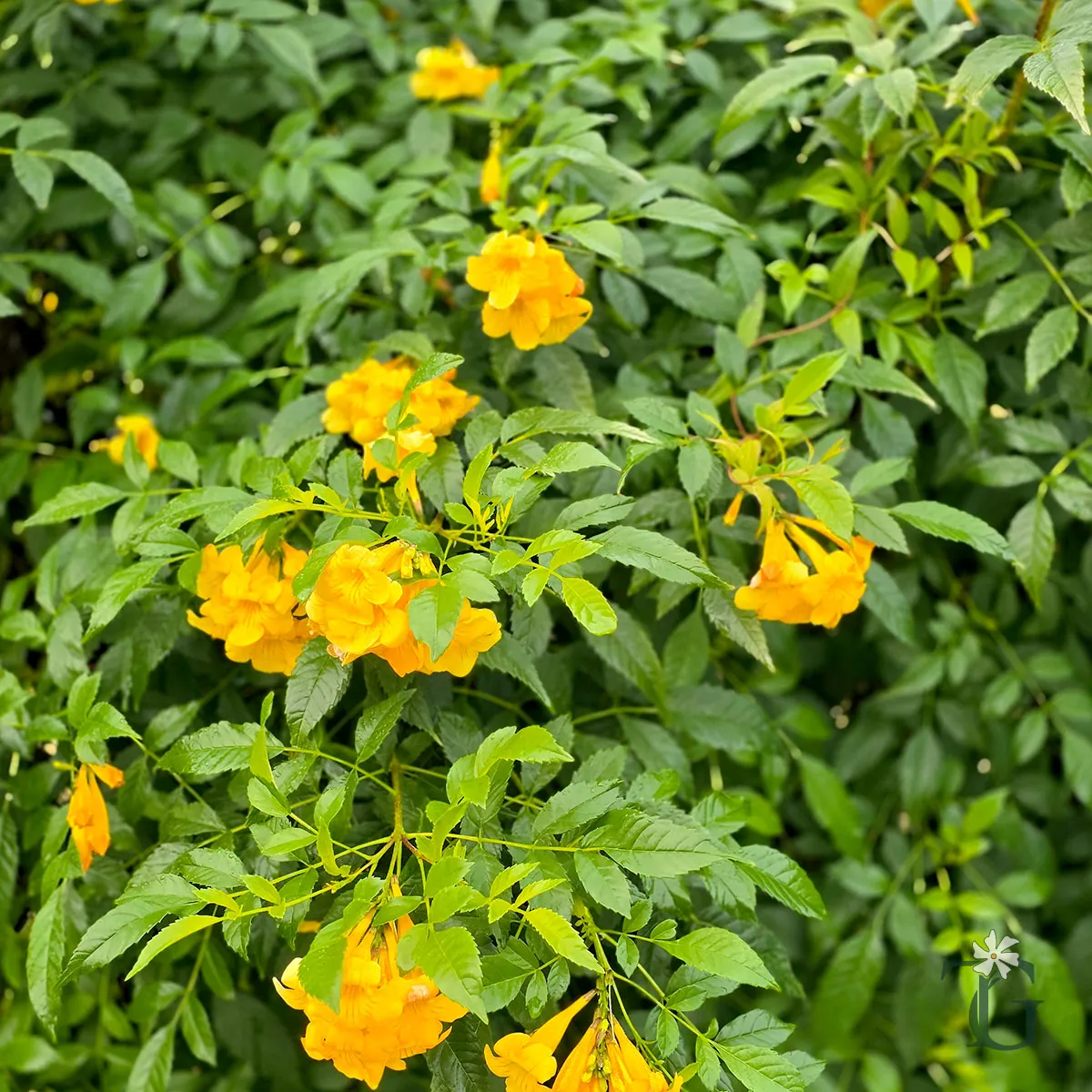 Yellow_Bells_3.jpg